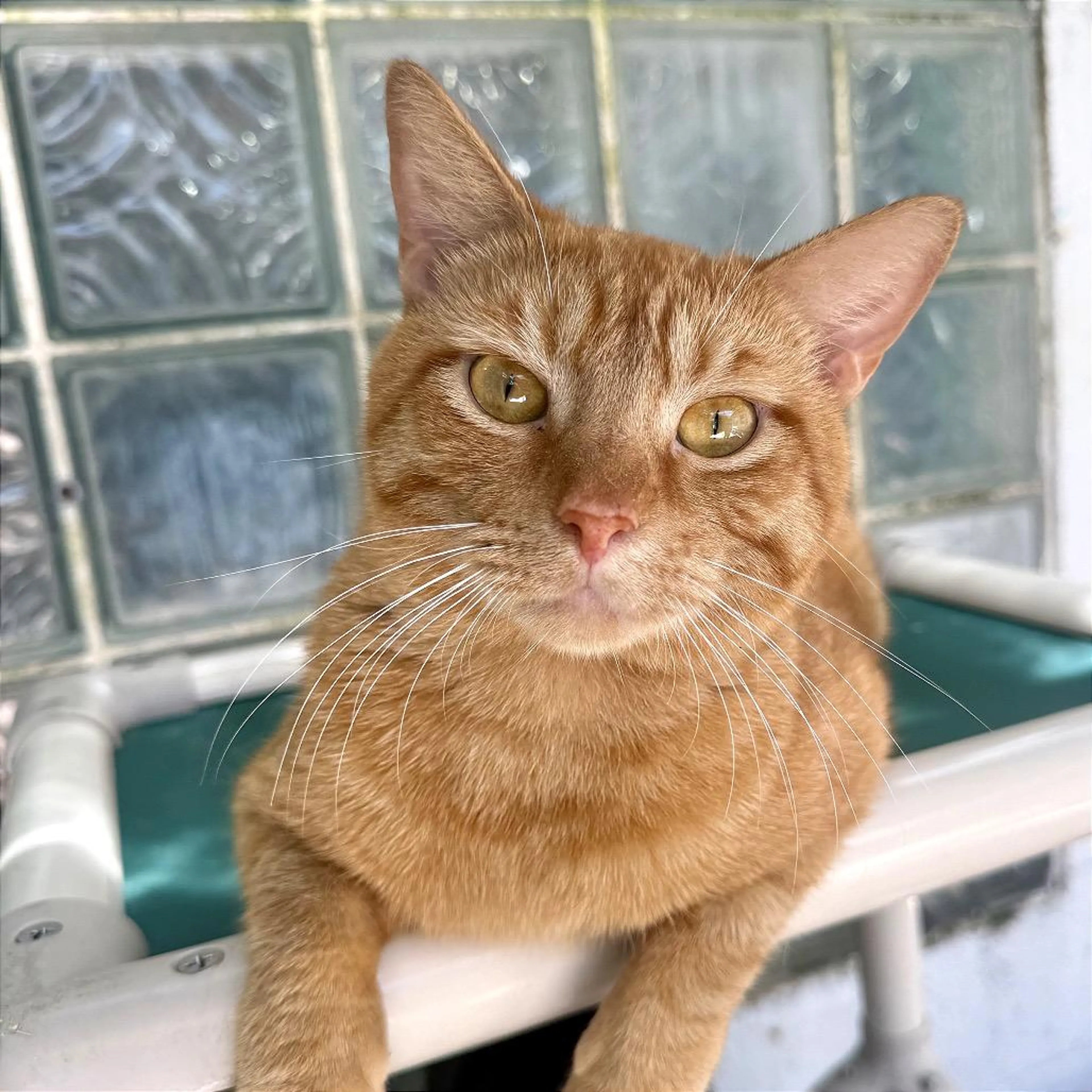 Found pet-5