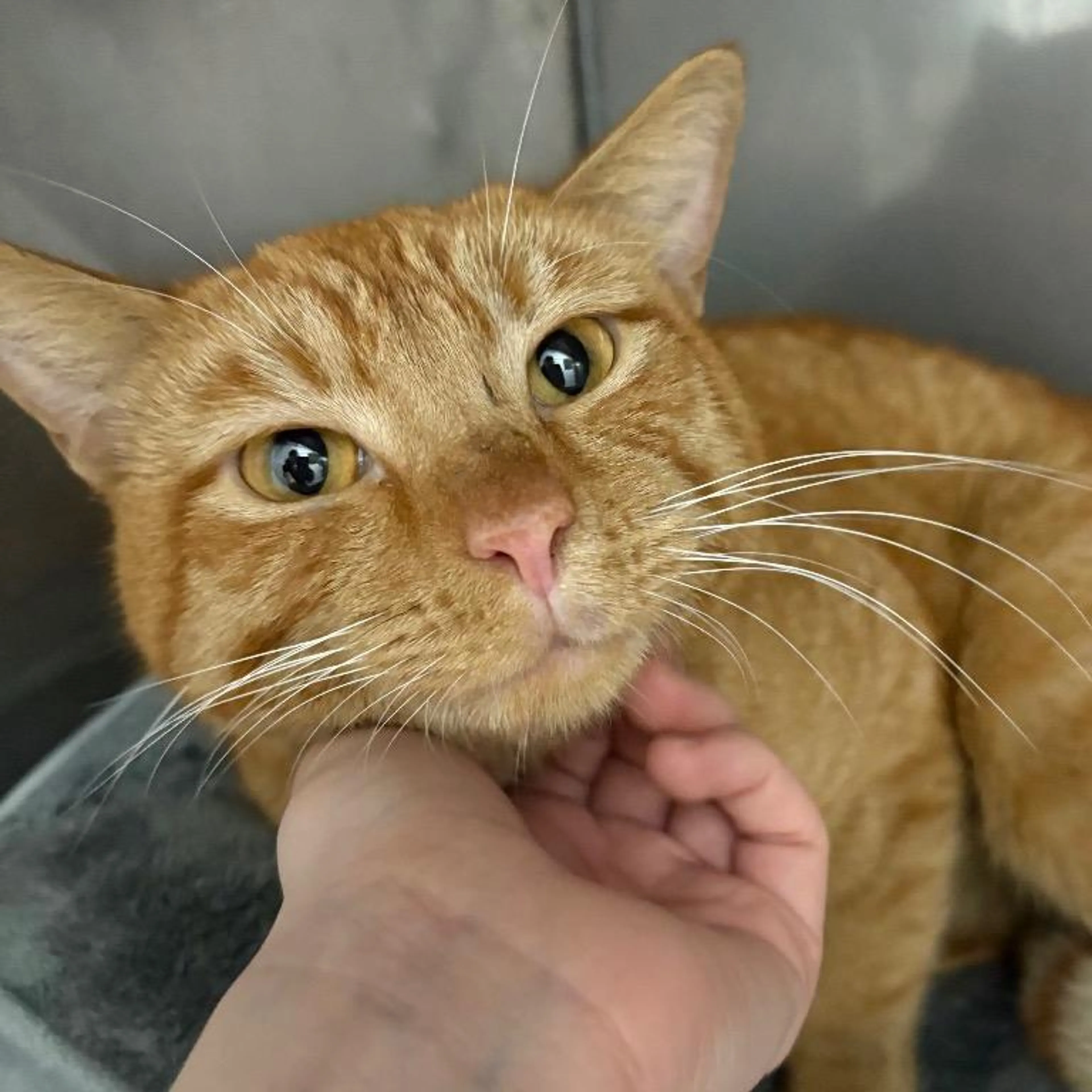 Found pet-4