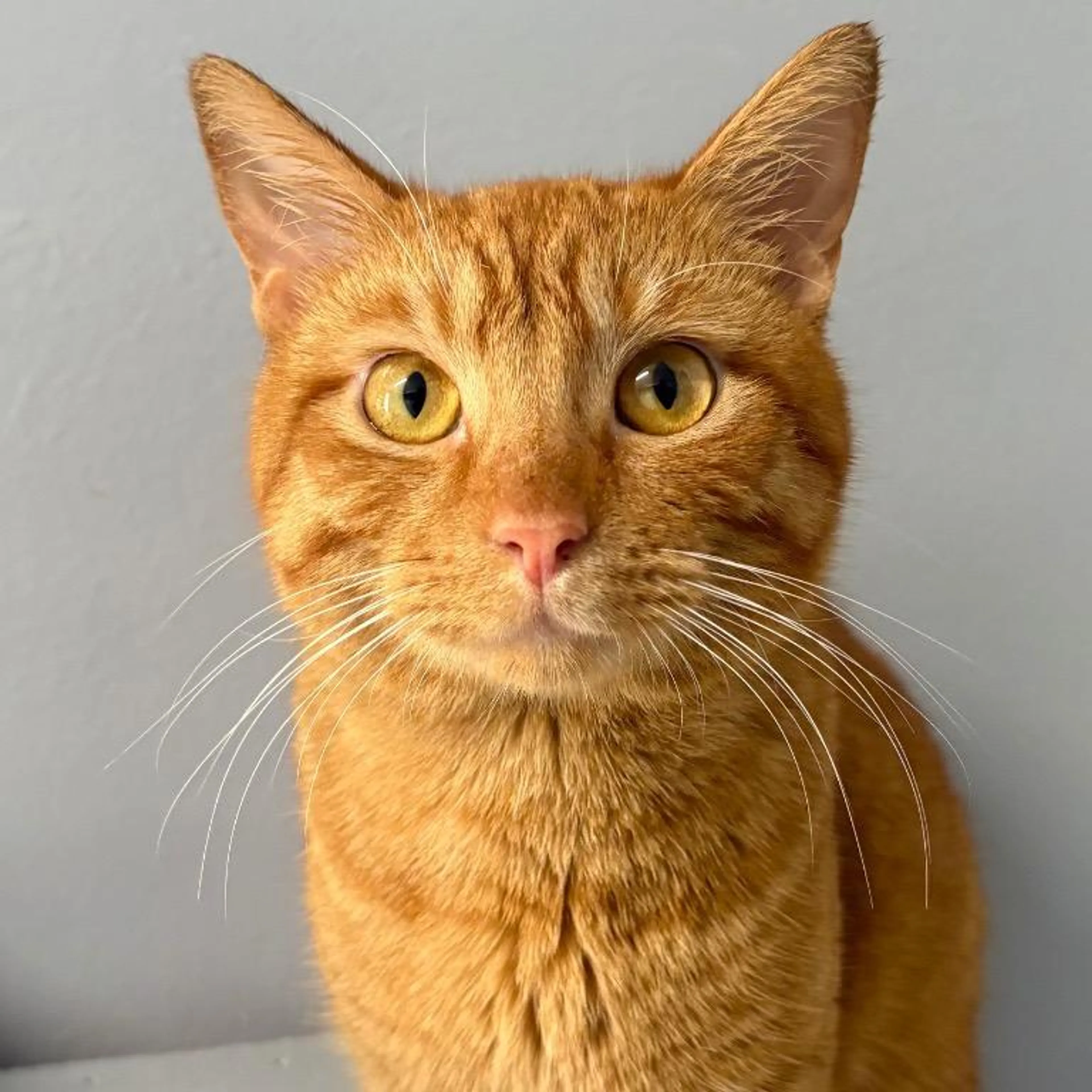 Found pet-1
