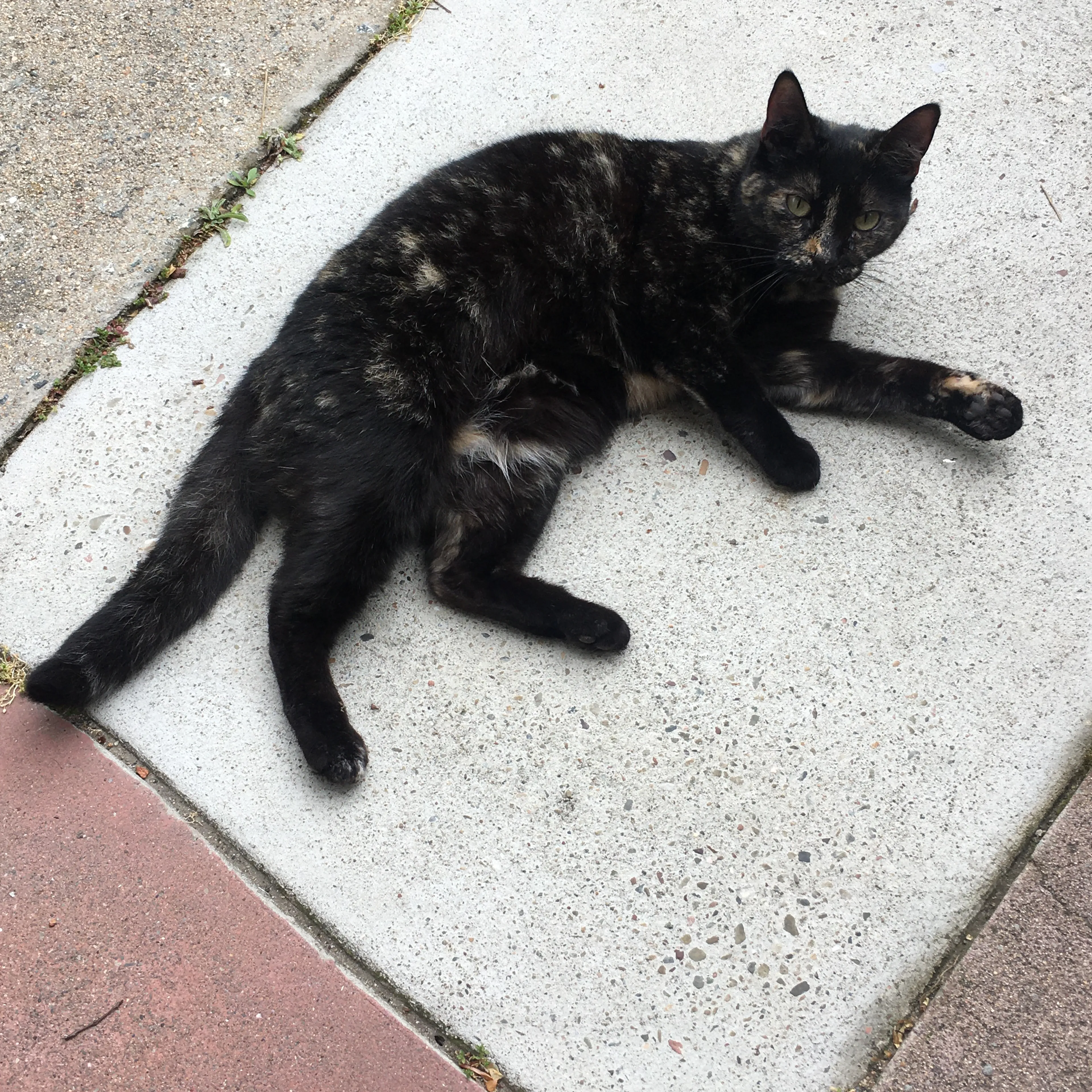 Lost pet-1