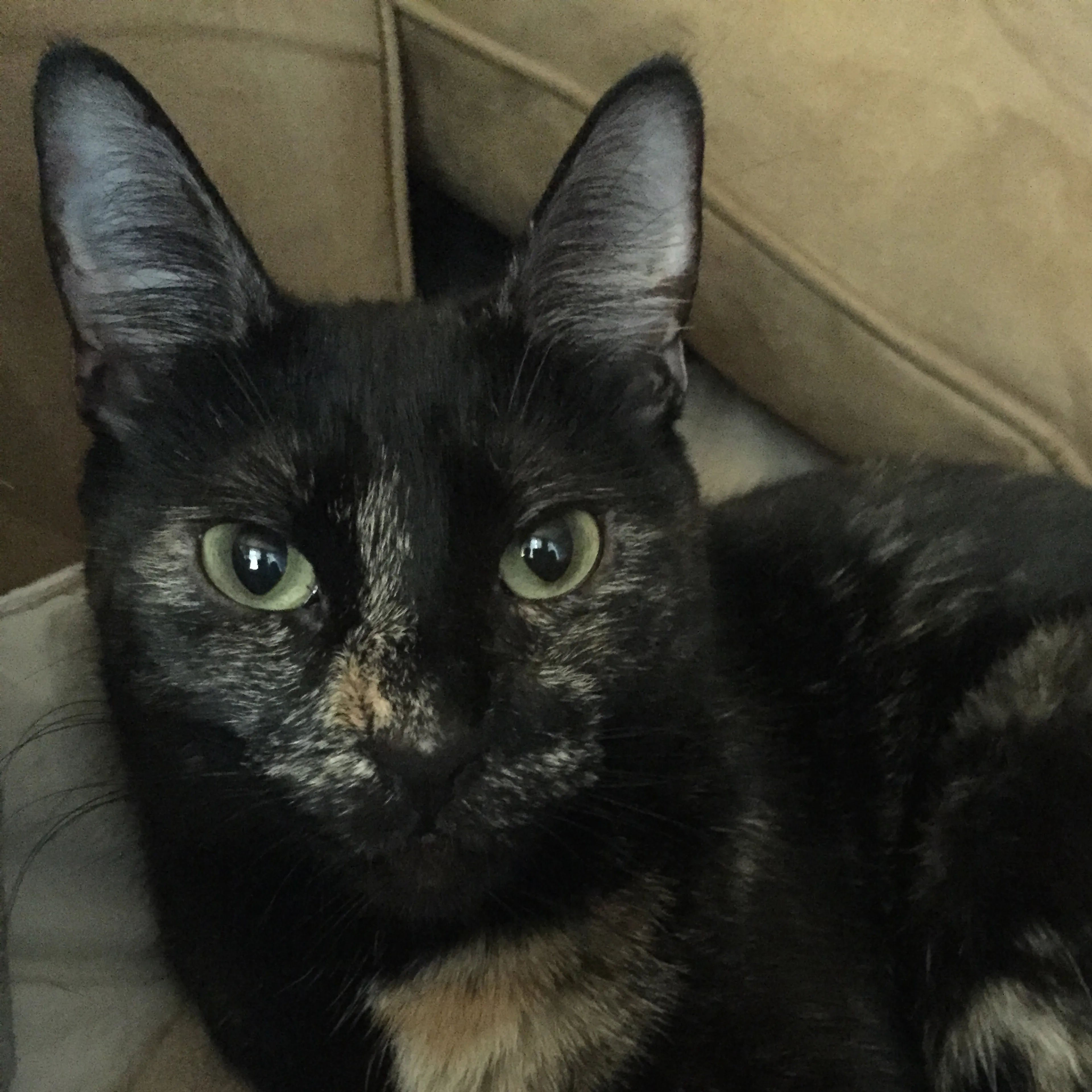 Lost pet-2