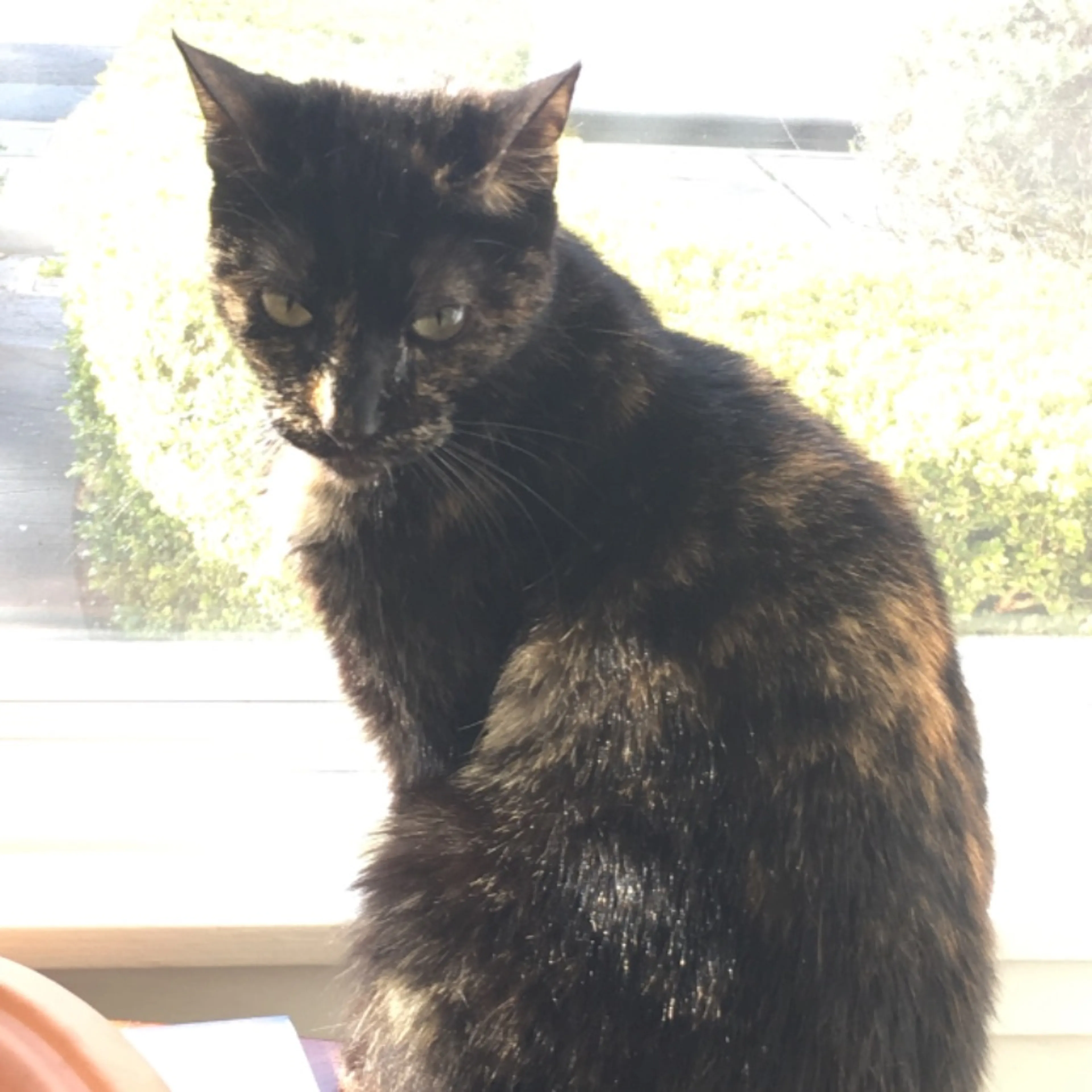 Lost pet-0