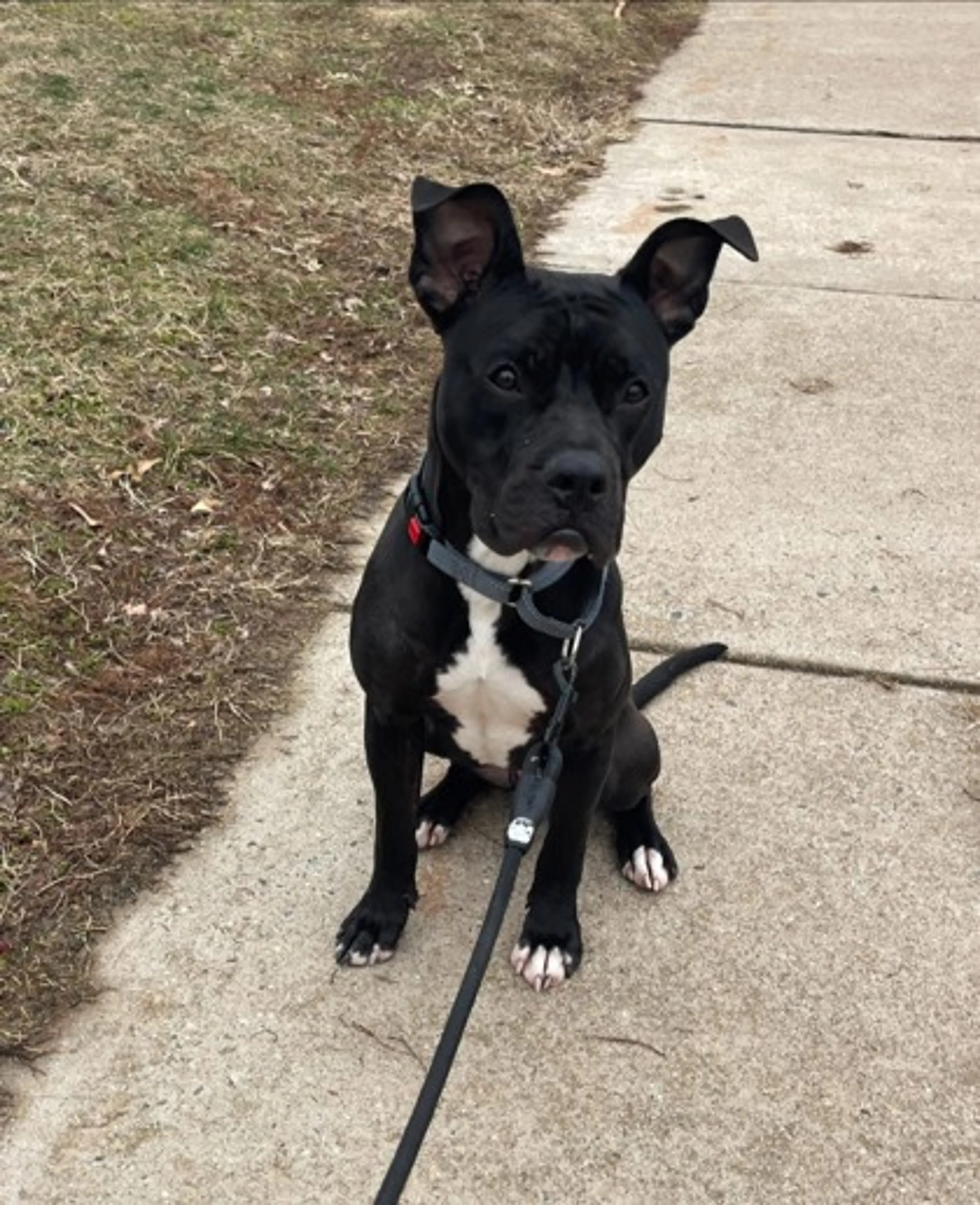 Found pet