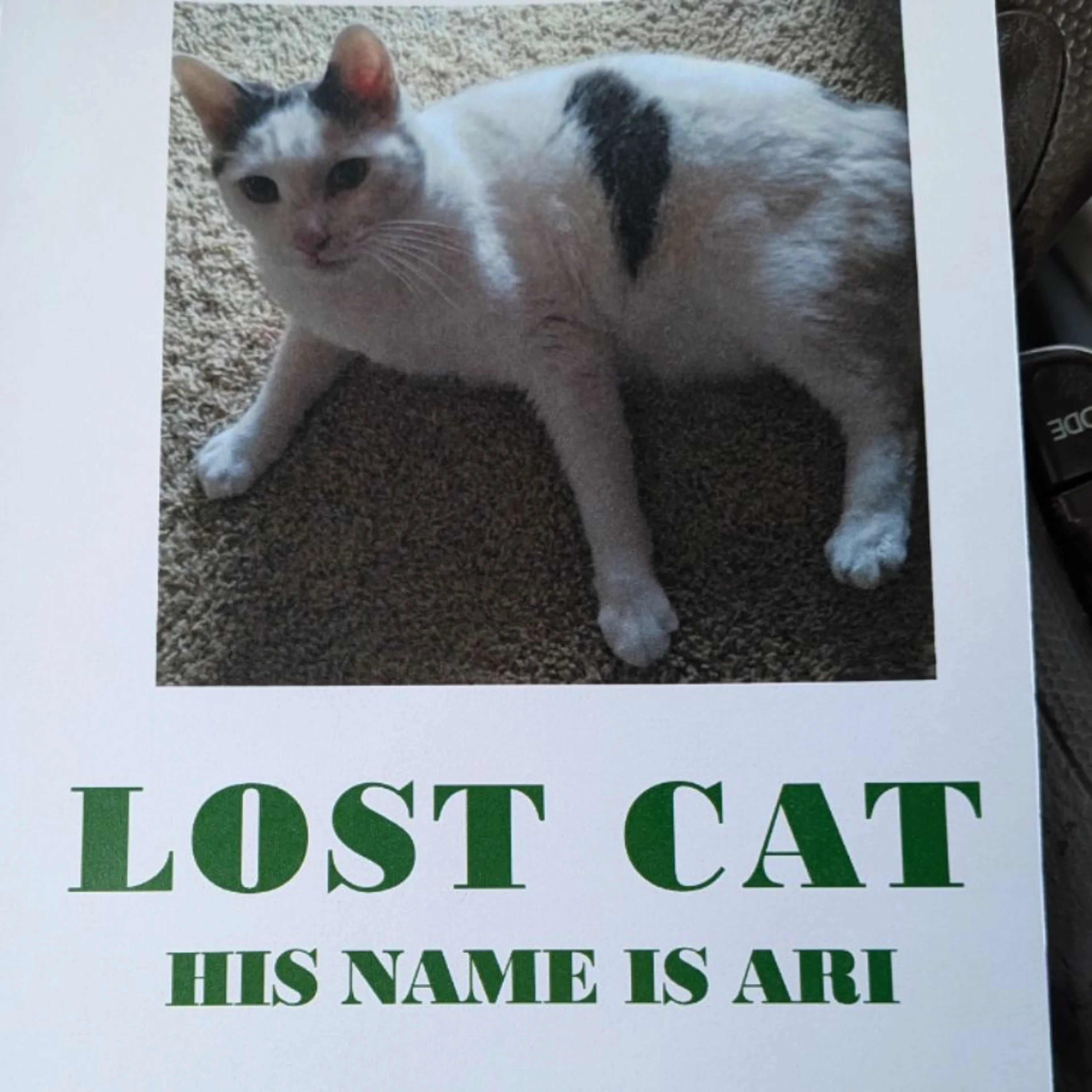 Lost pet-0