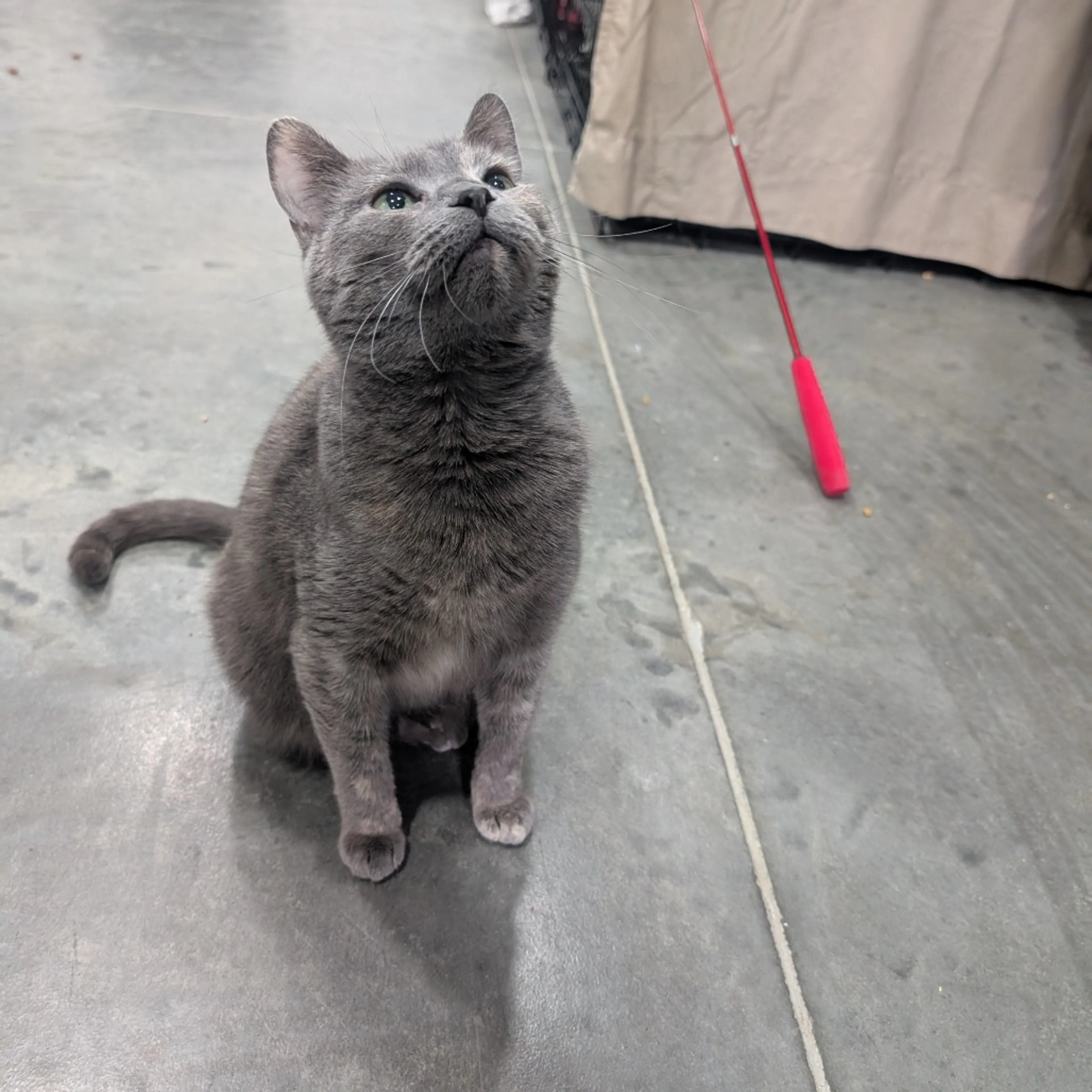 Found pet-5