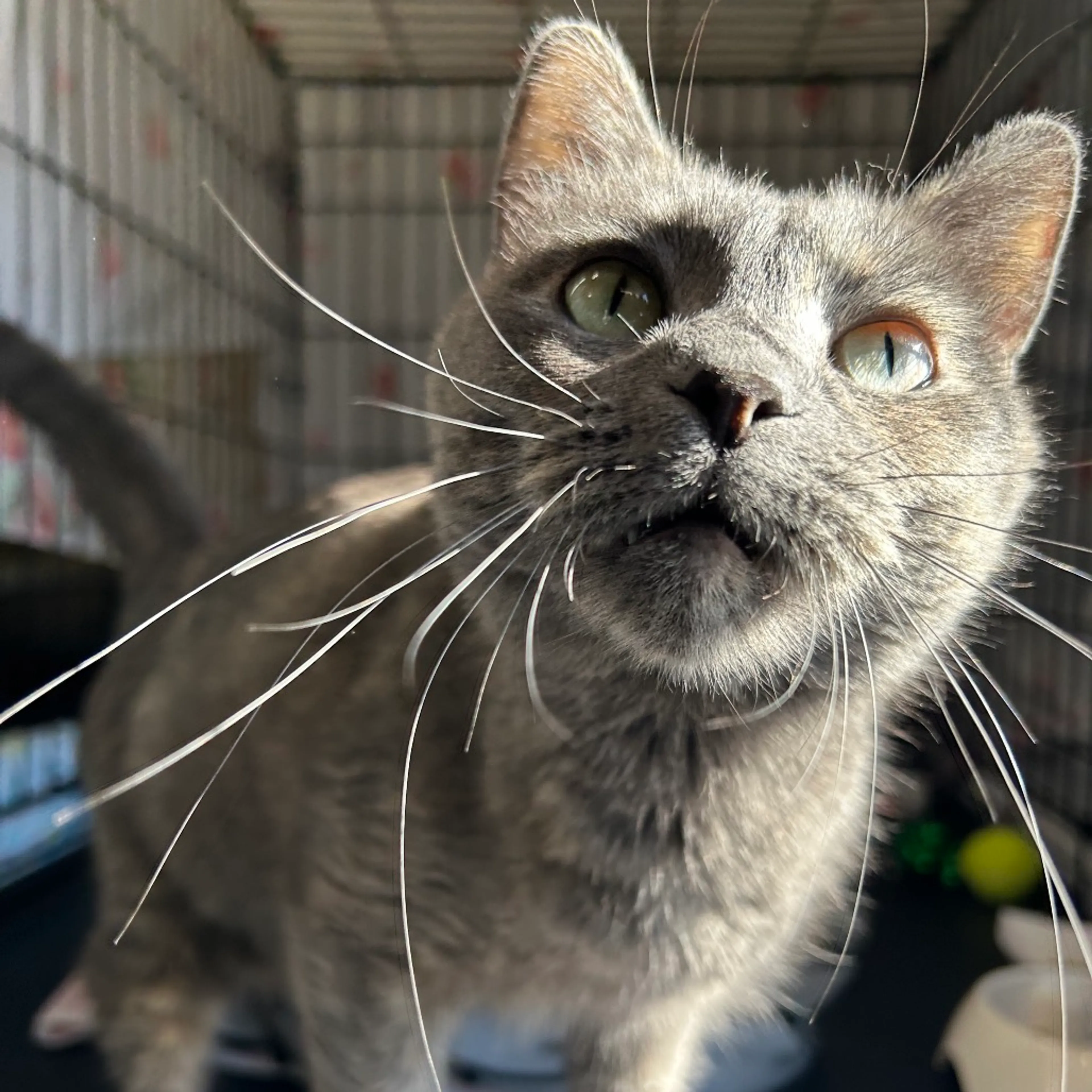 Found pet-2