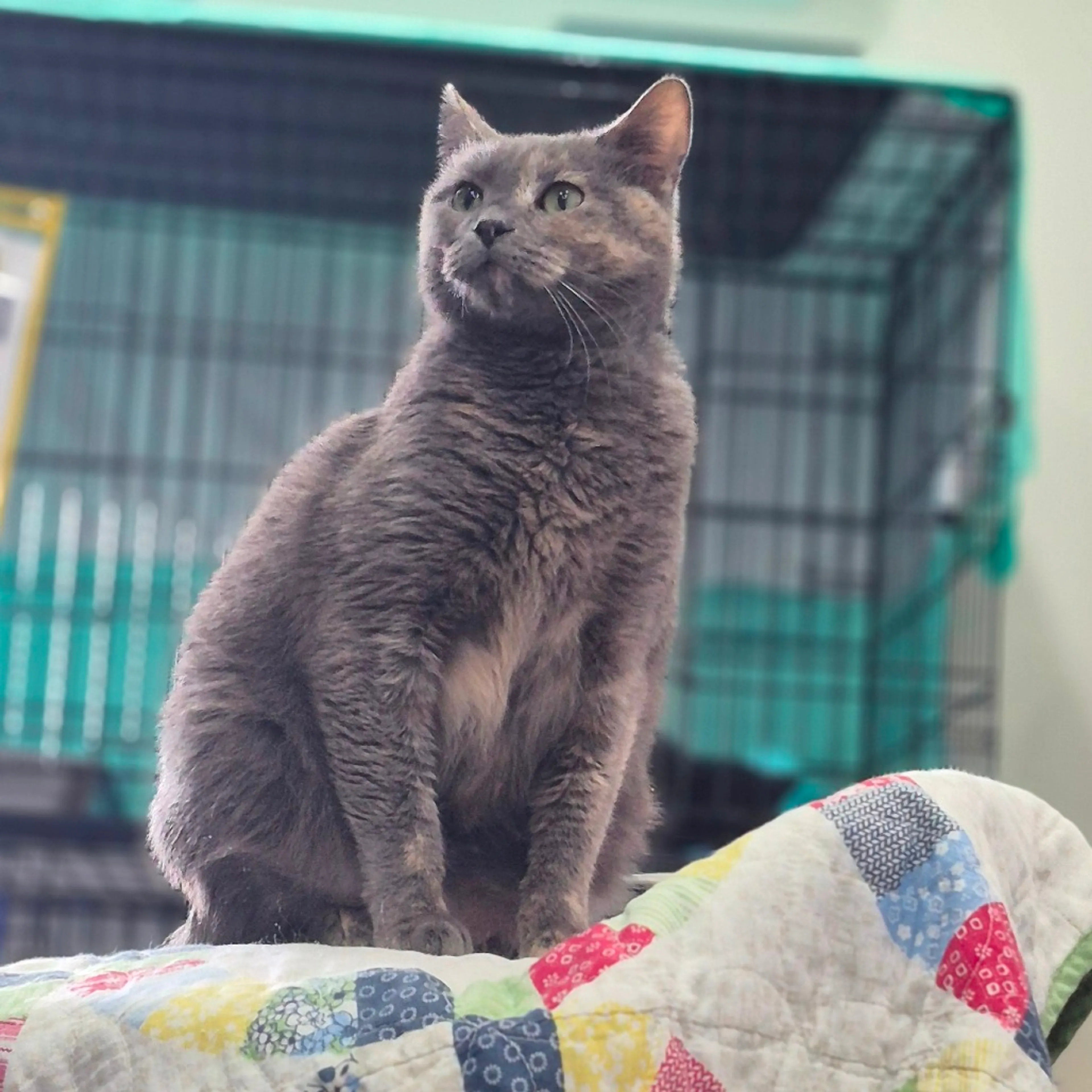 Found pet-4