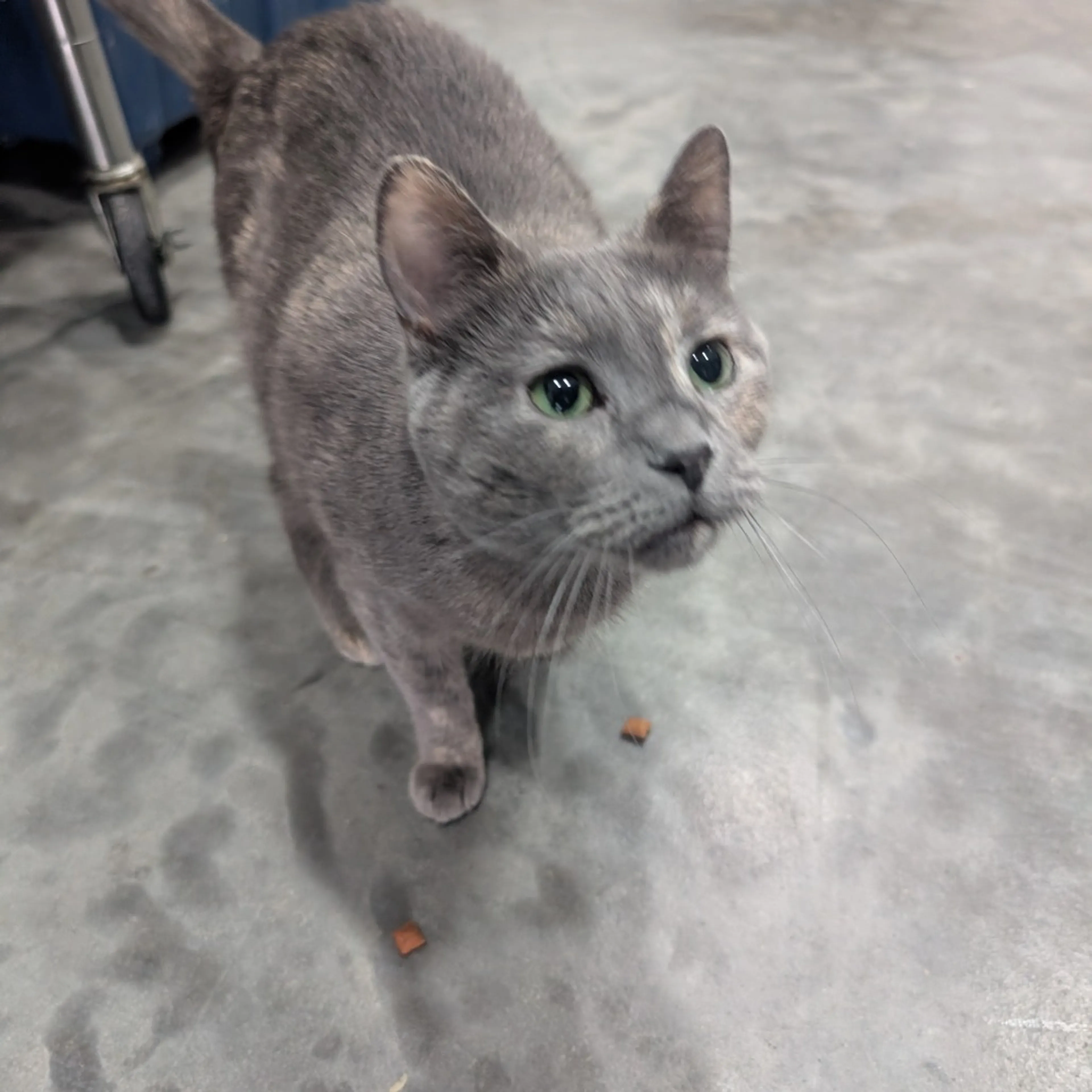Found pet-0