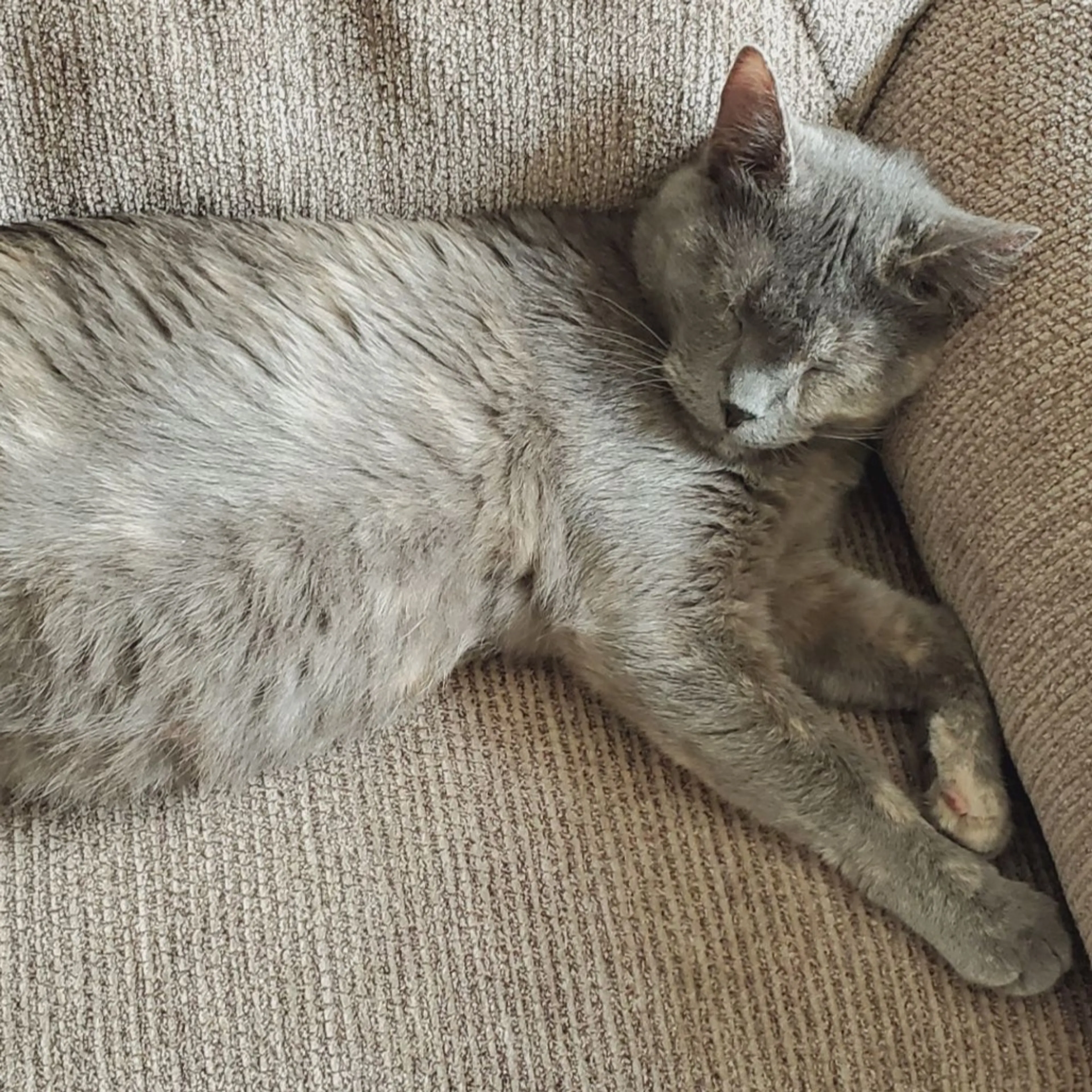 Found pet-1