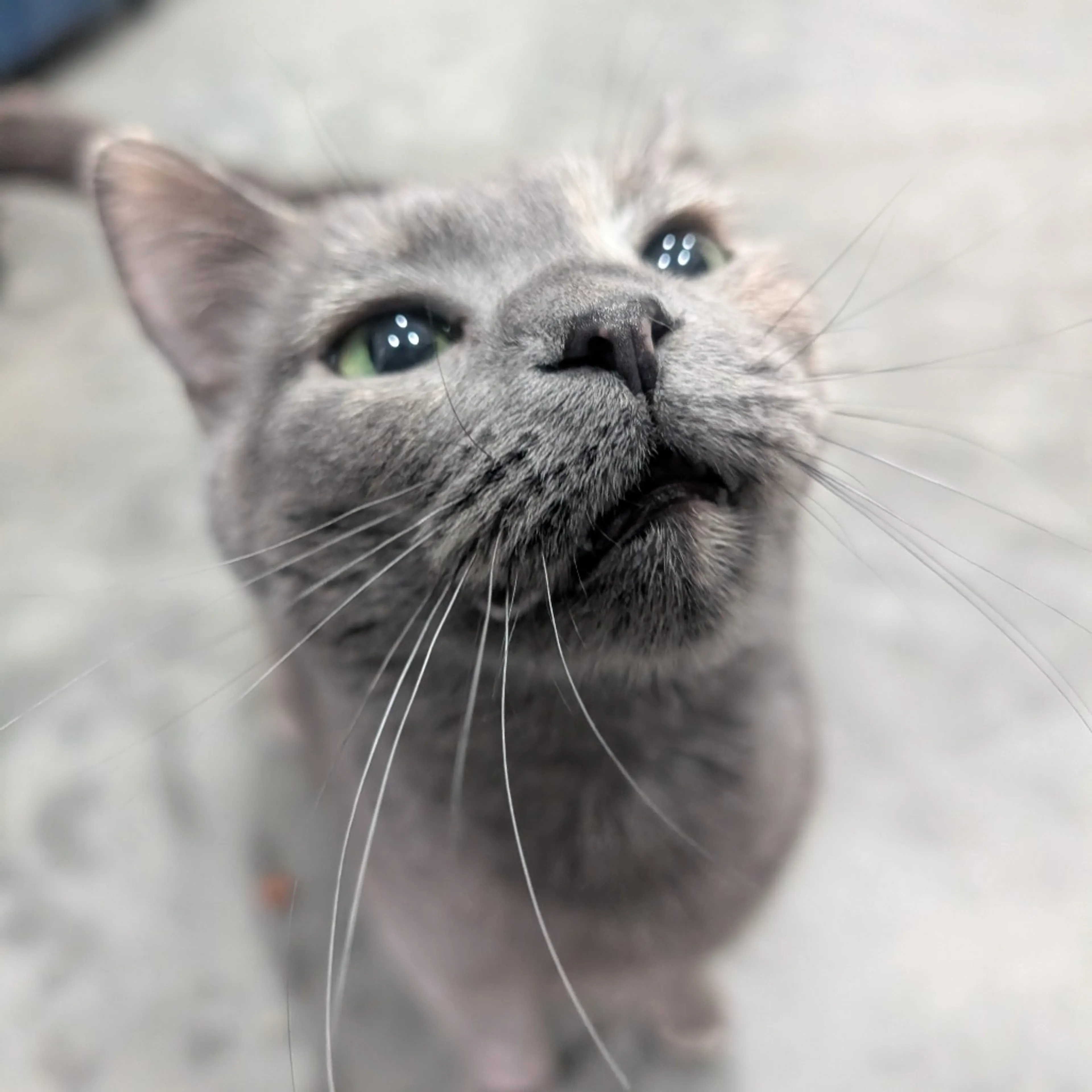 Found pet-6