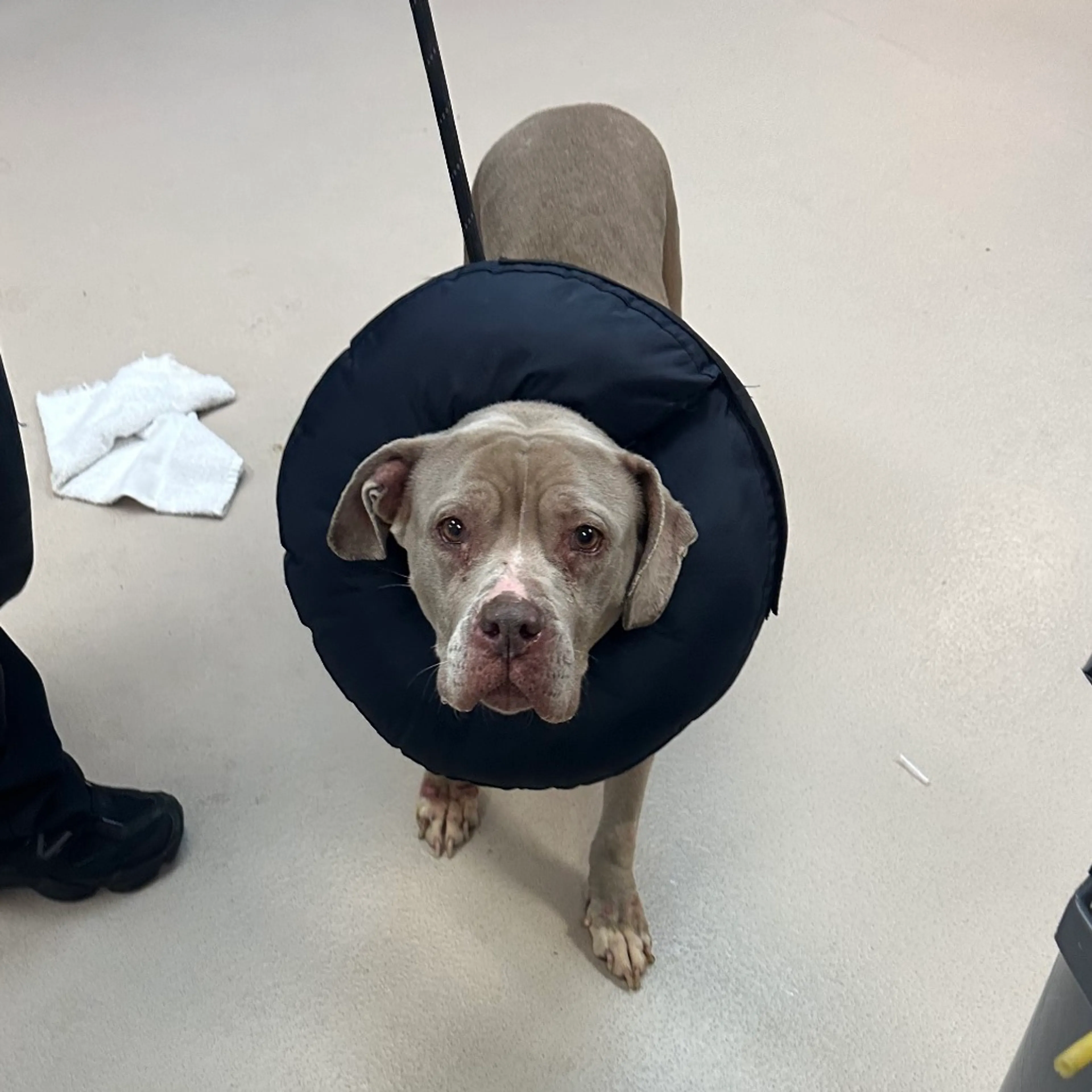 Found pet-1