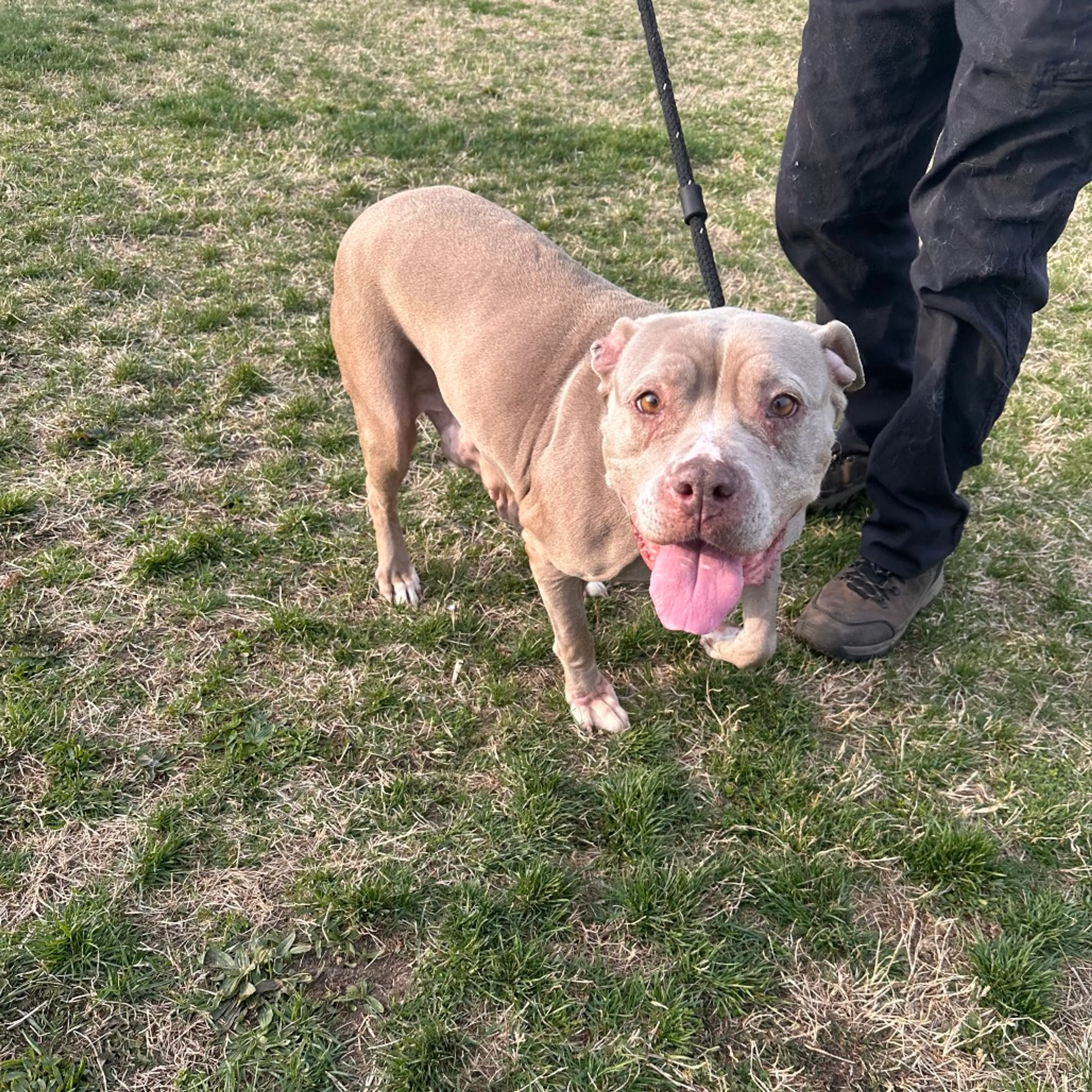 Found pet-2