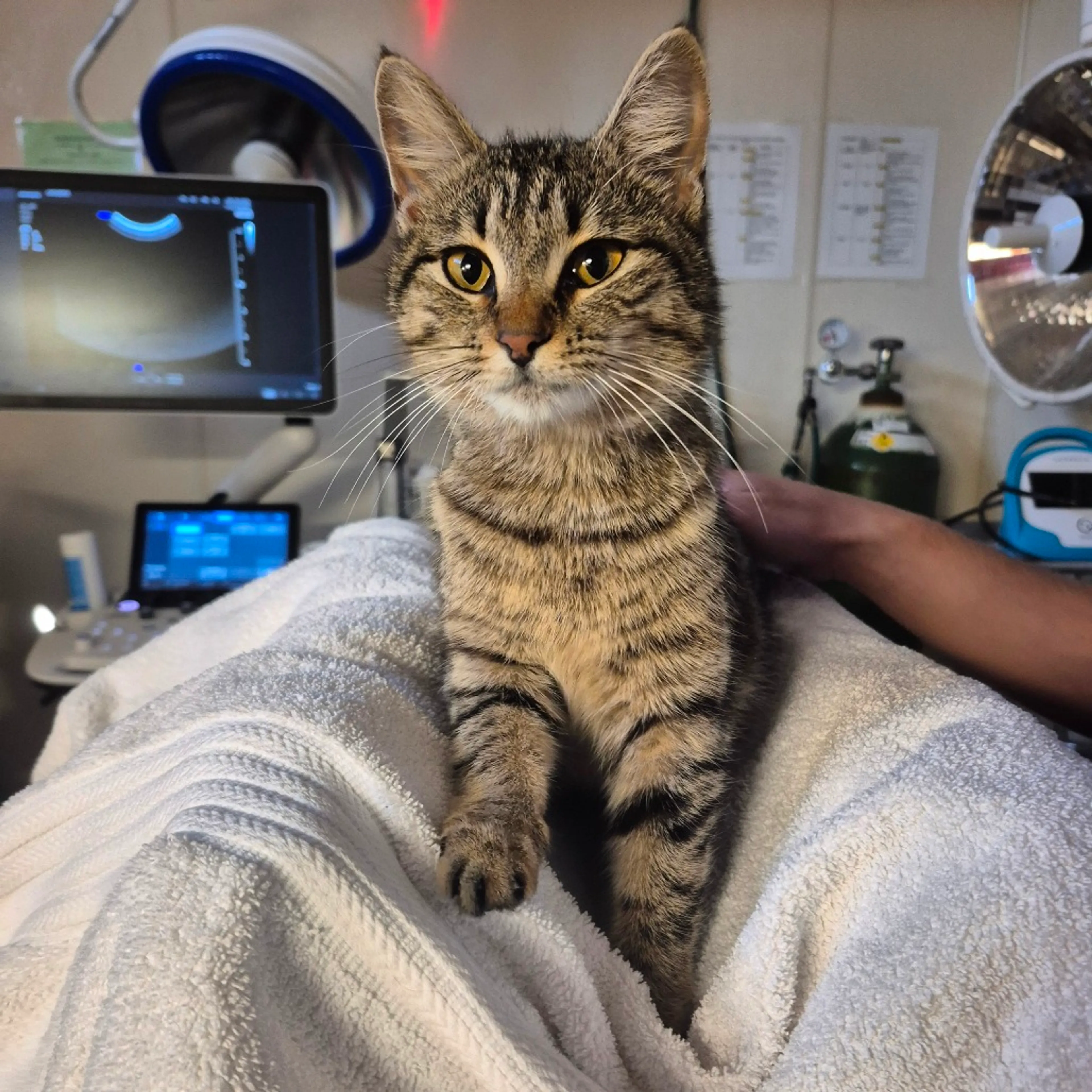 Found pet-2