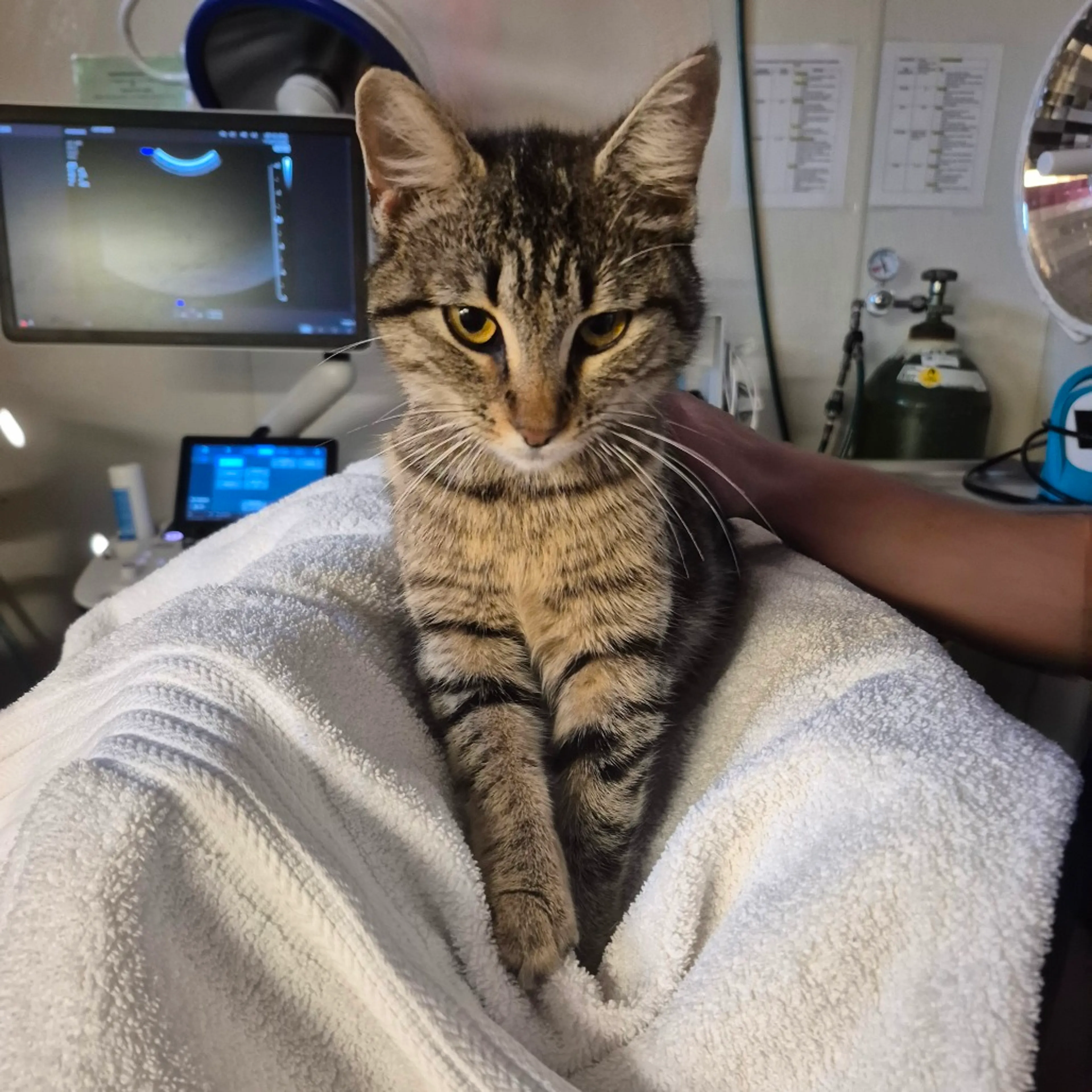 Found pet-3