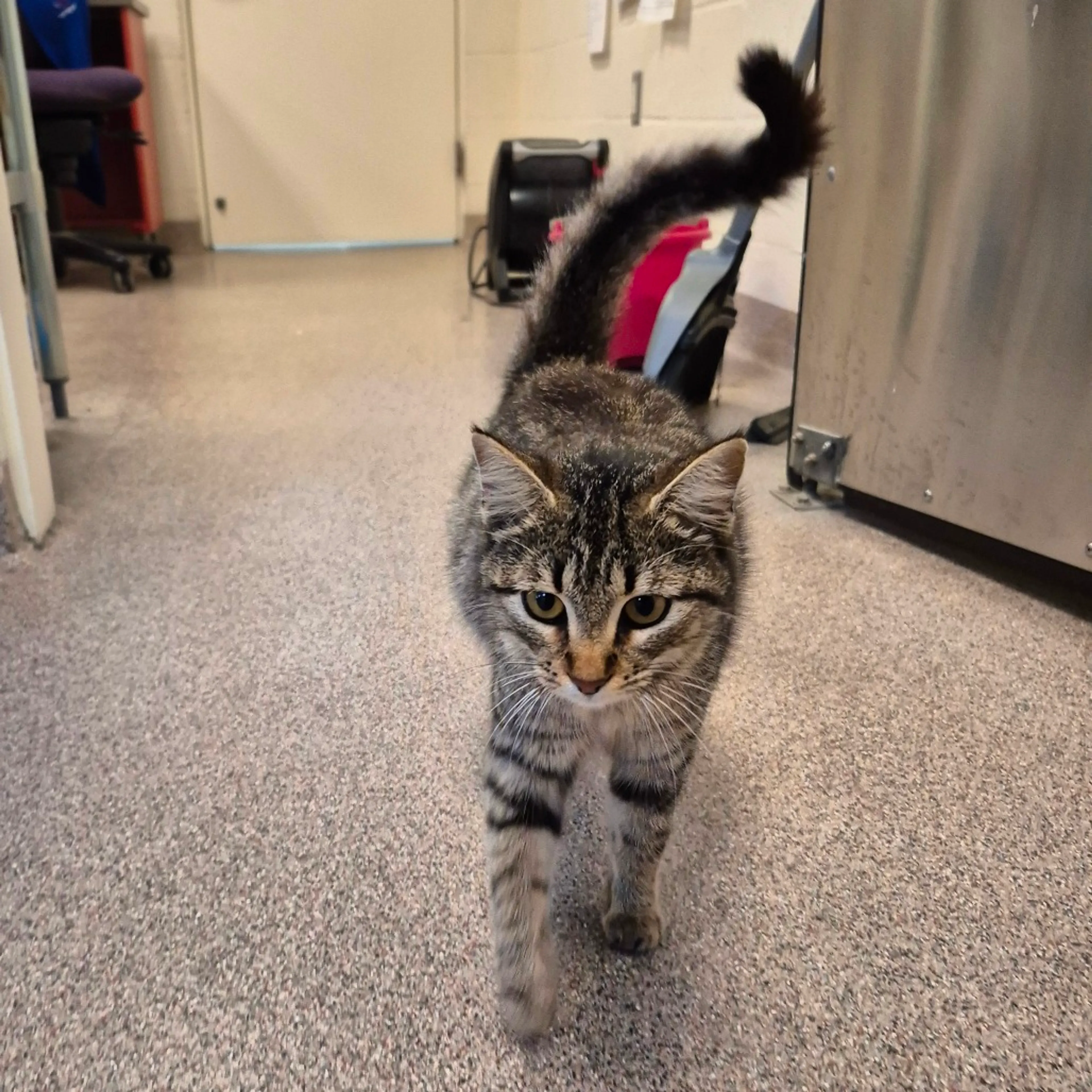 Found pet-1