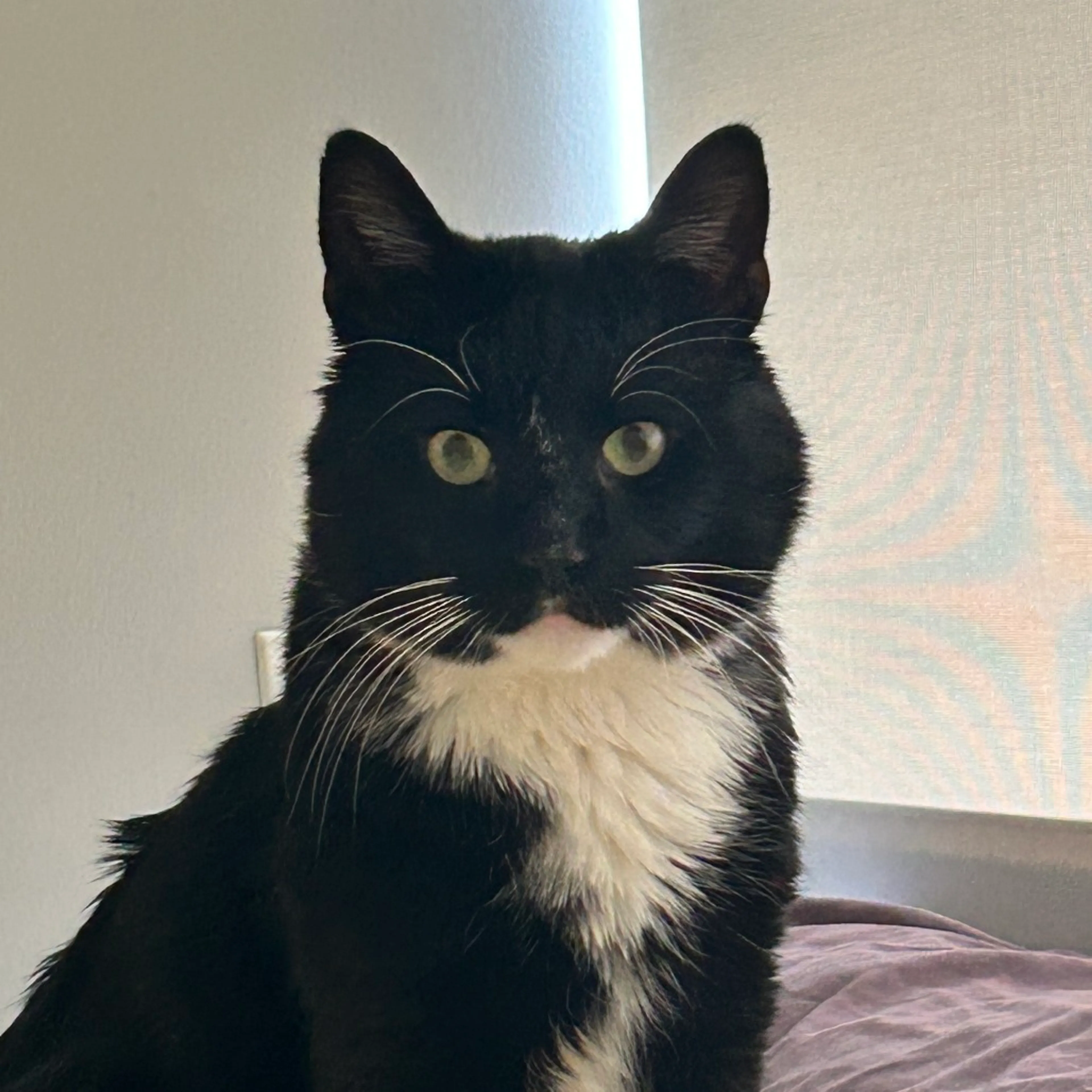 Found pet-4