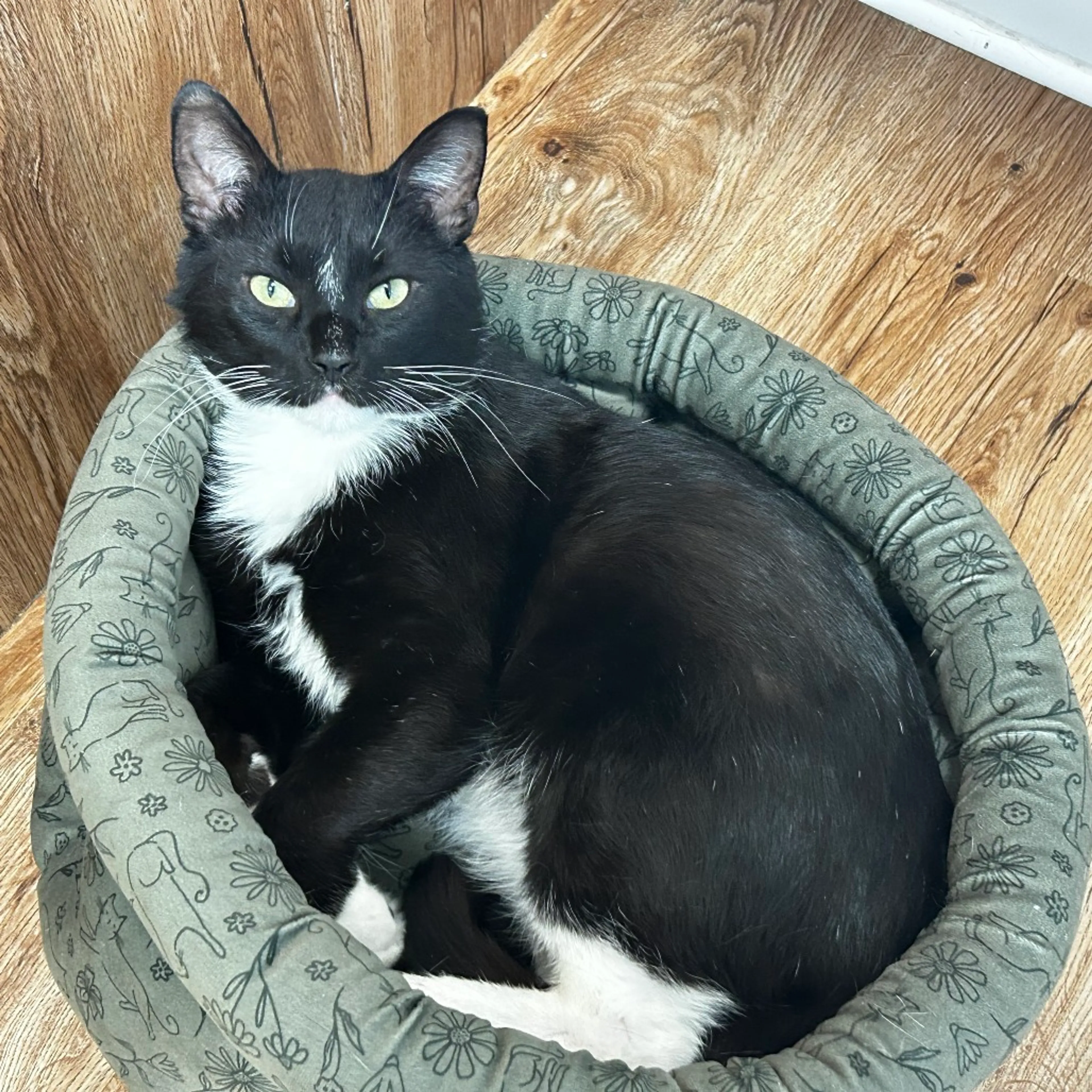 Found pet-0