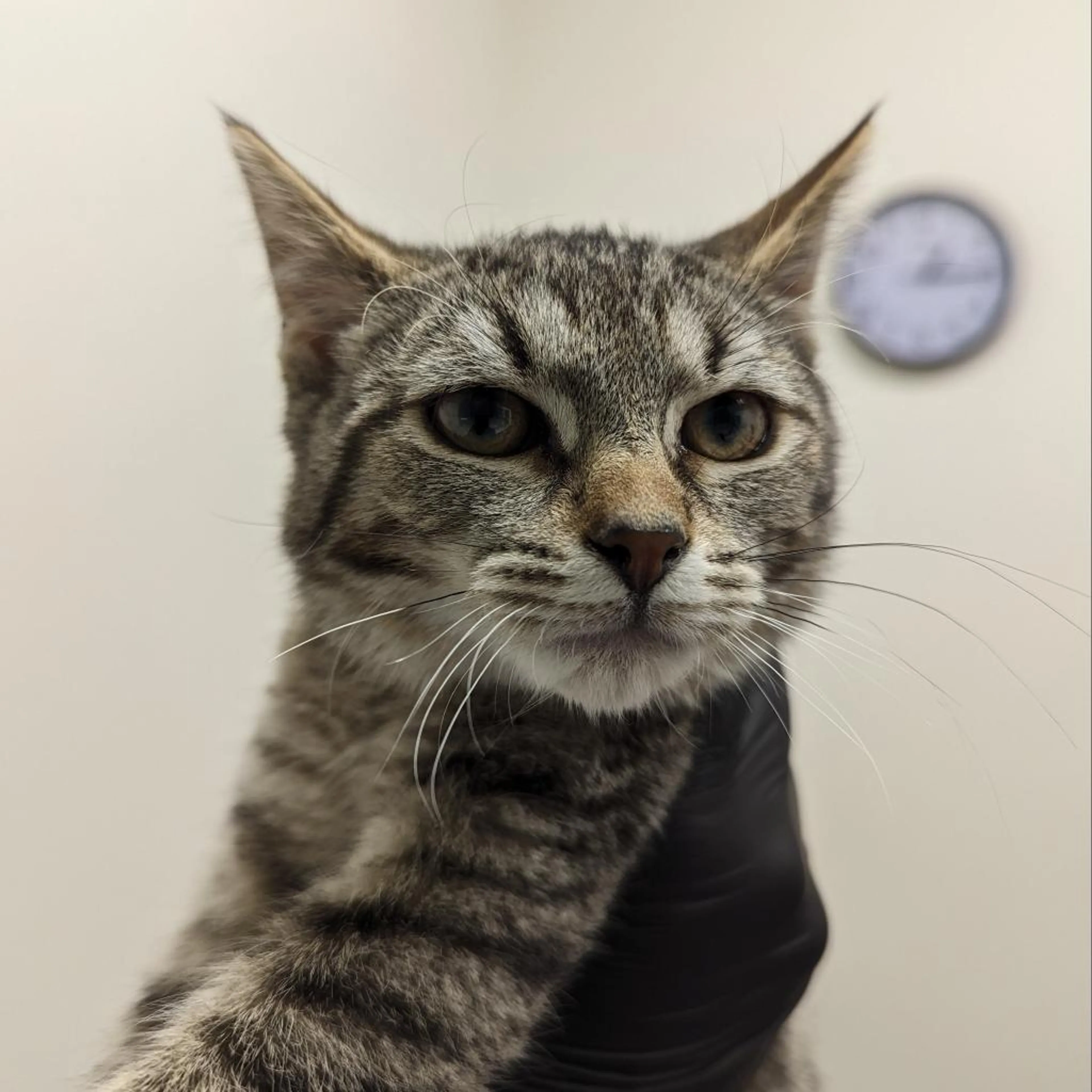 Found pet-2