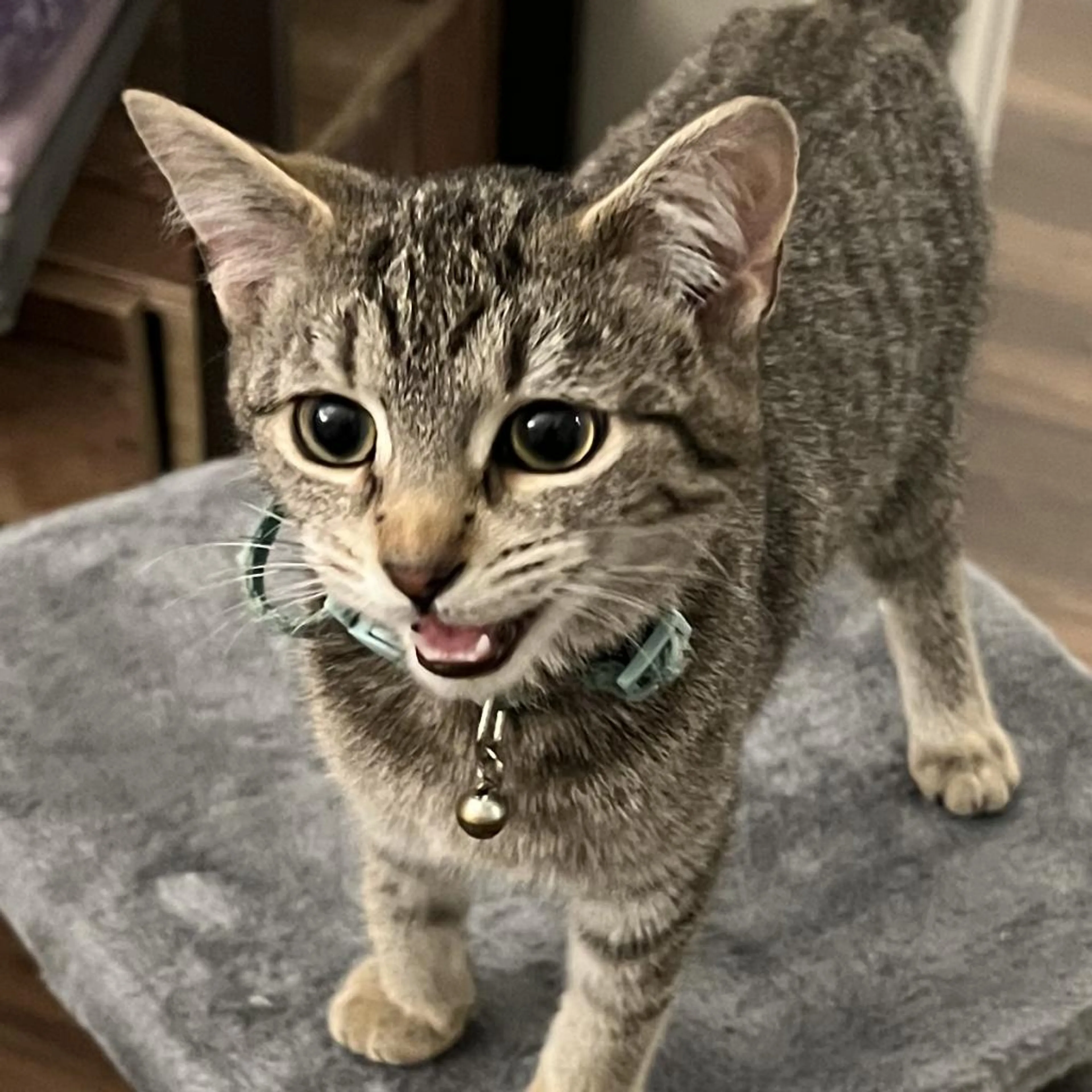 Found pet-1