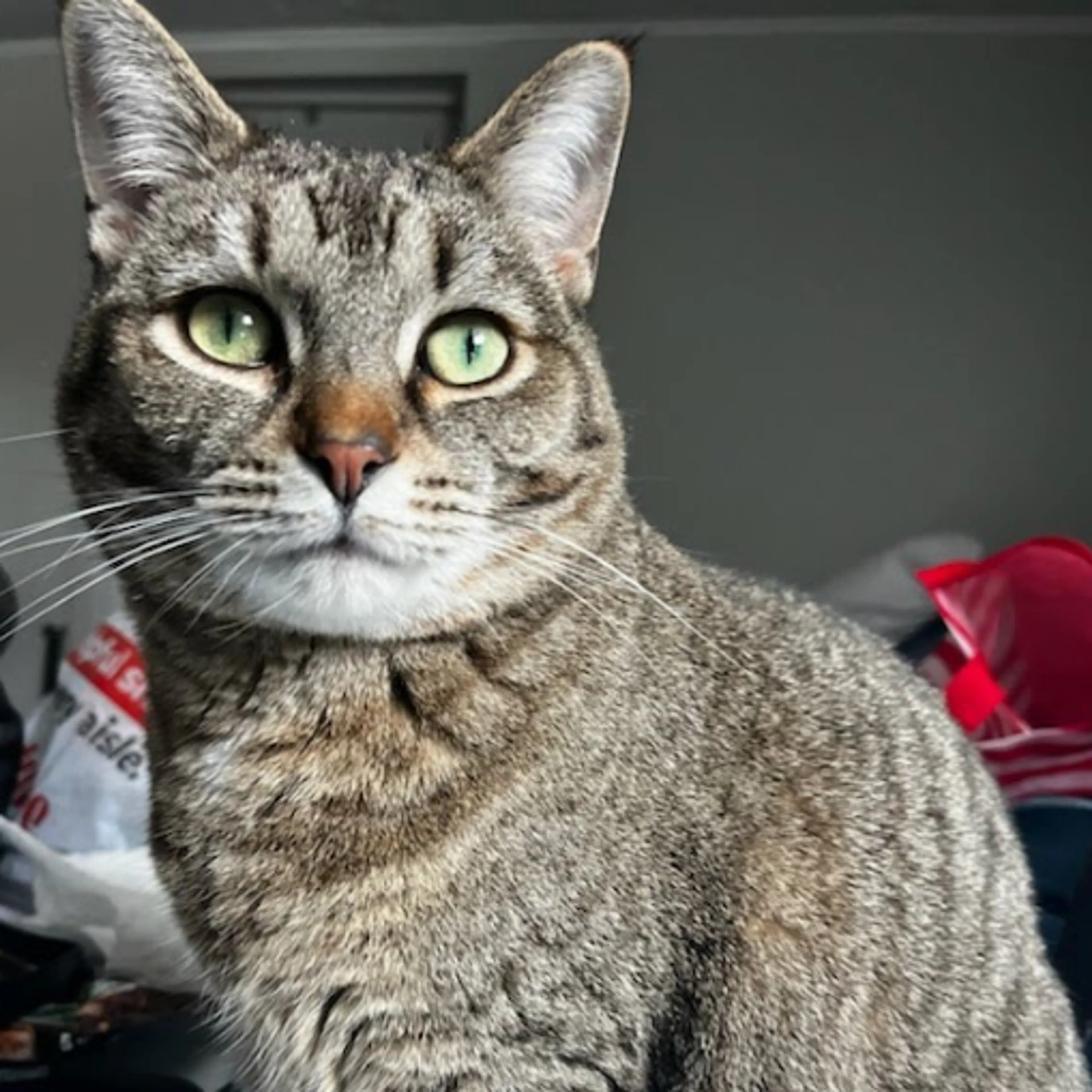 Found pet-4