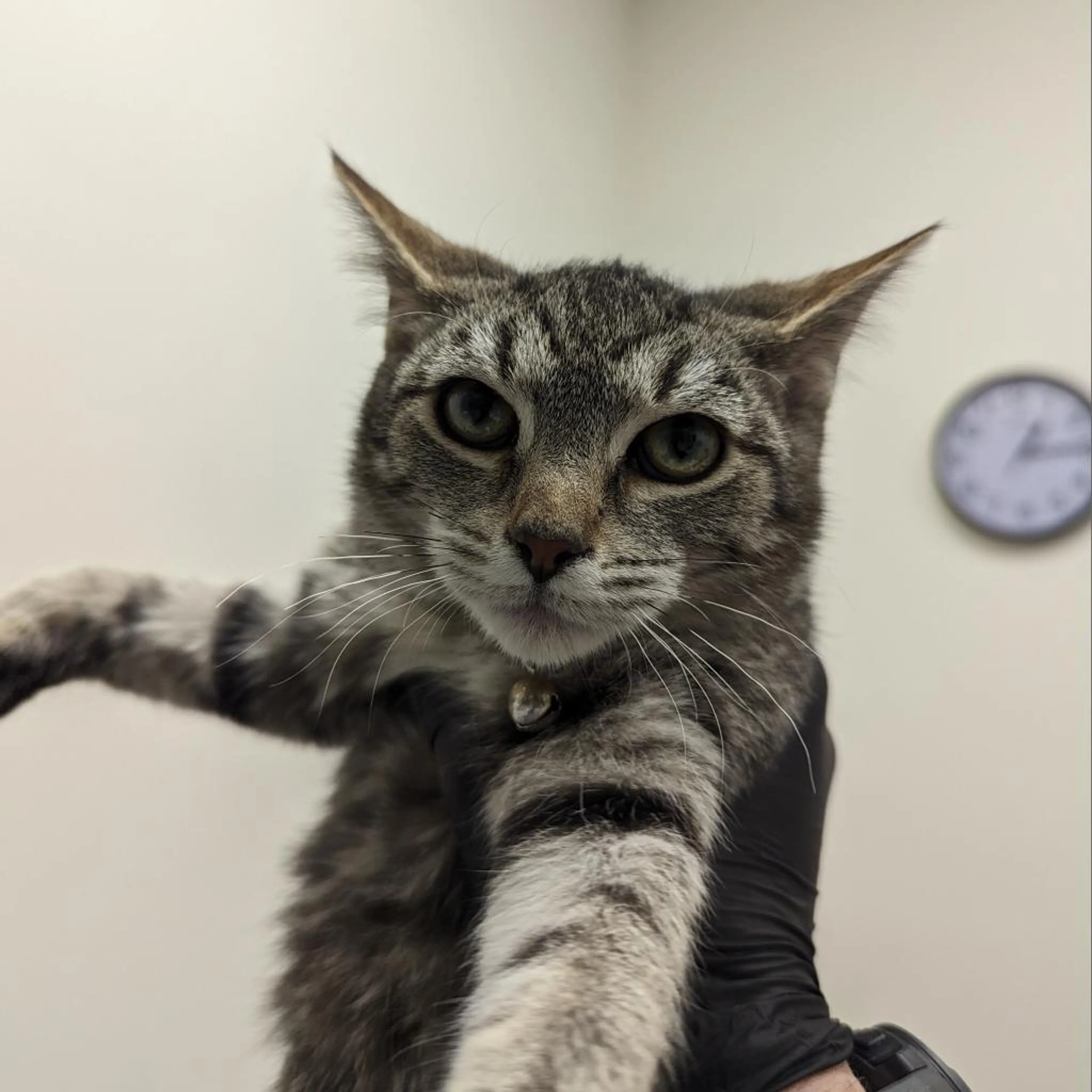 Found pet-2