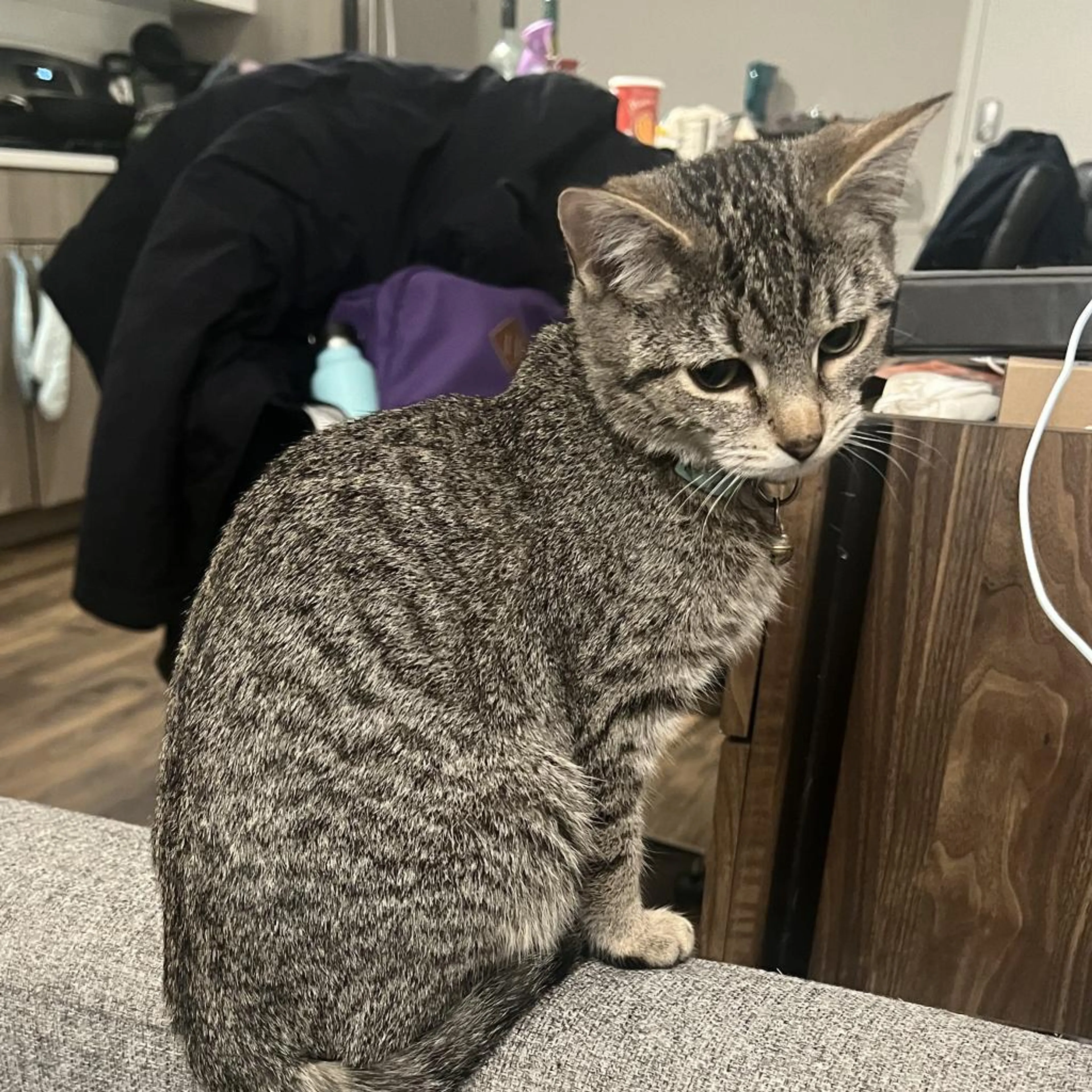 Found pet-1