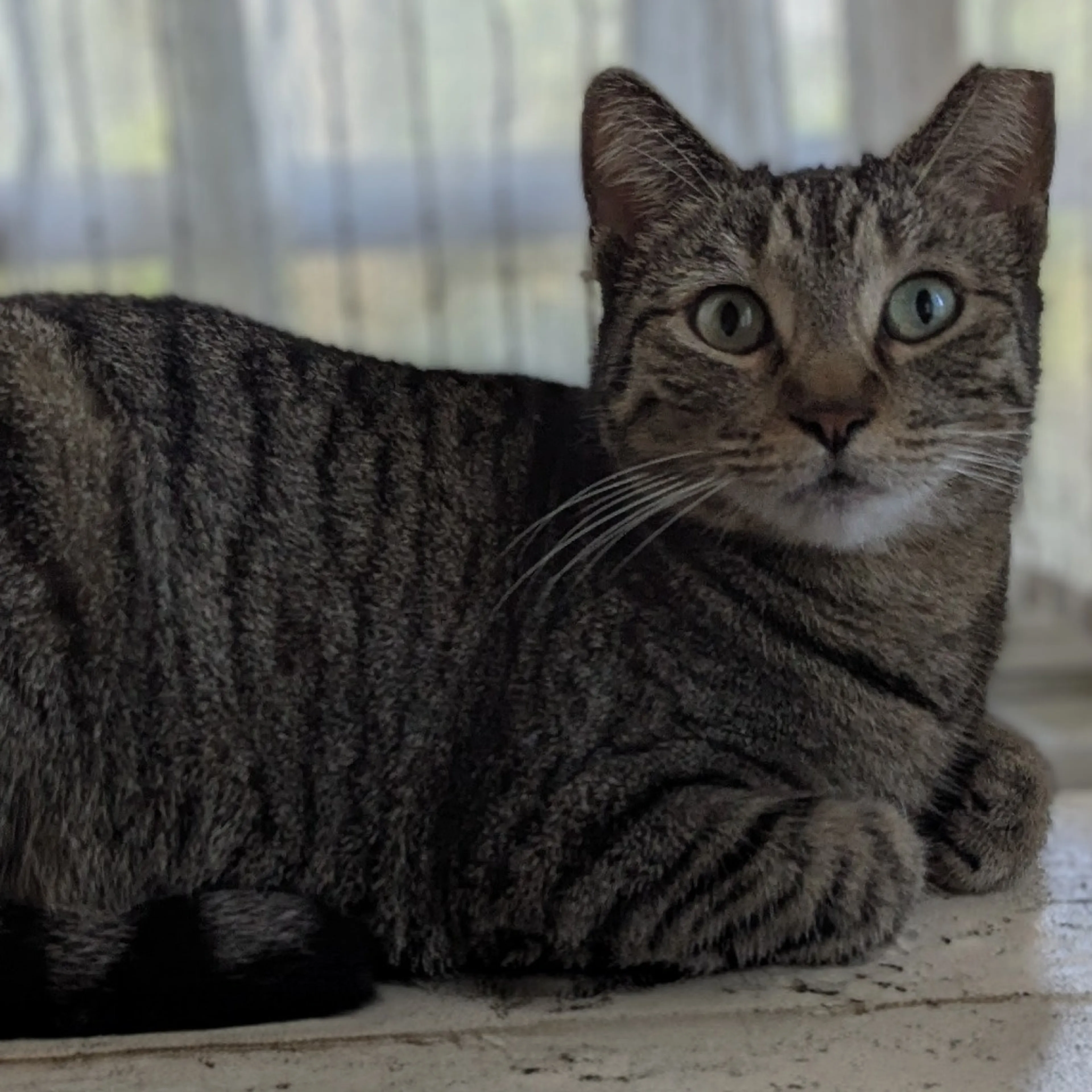 Found pet-2