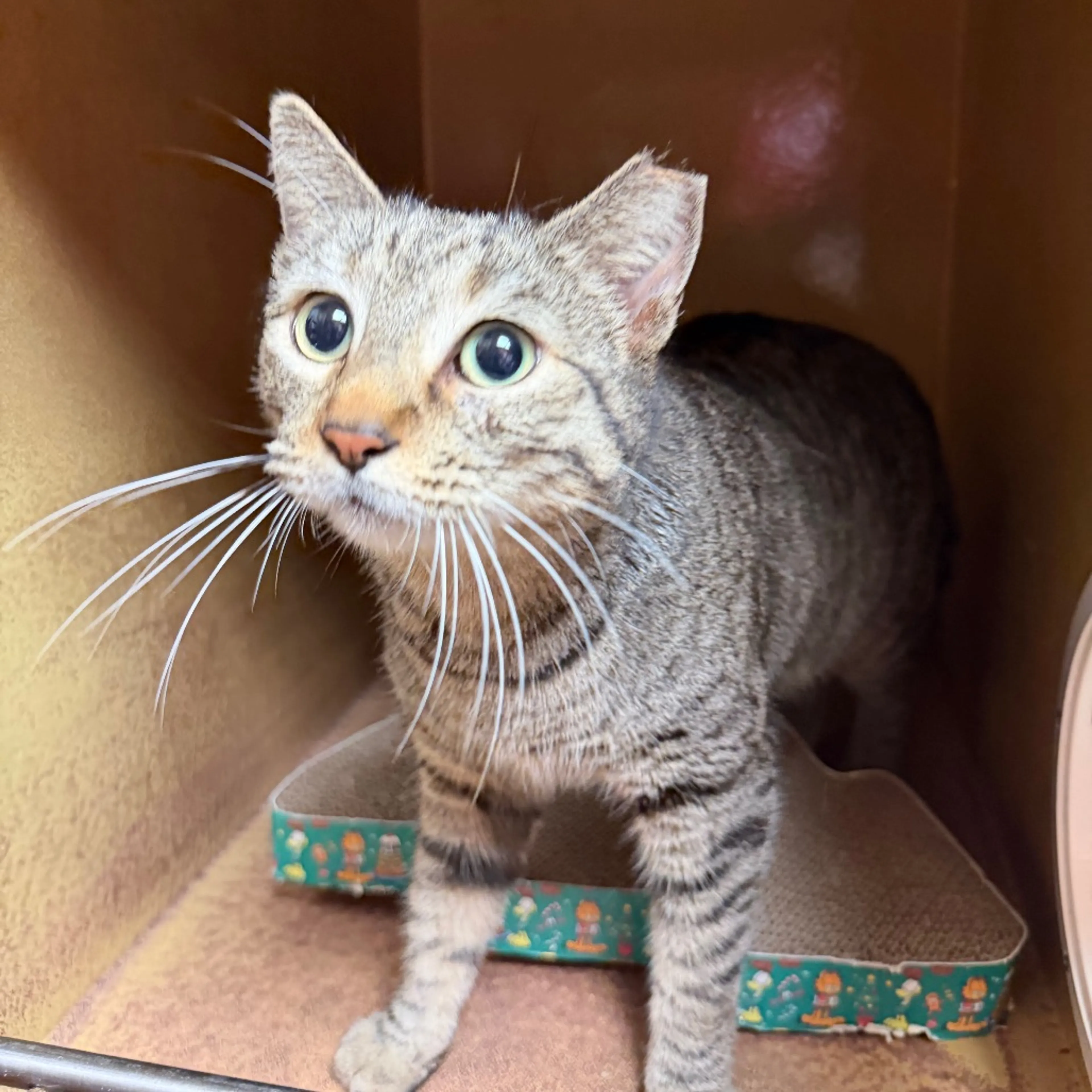 Found pet-3