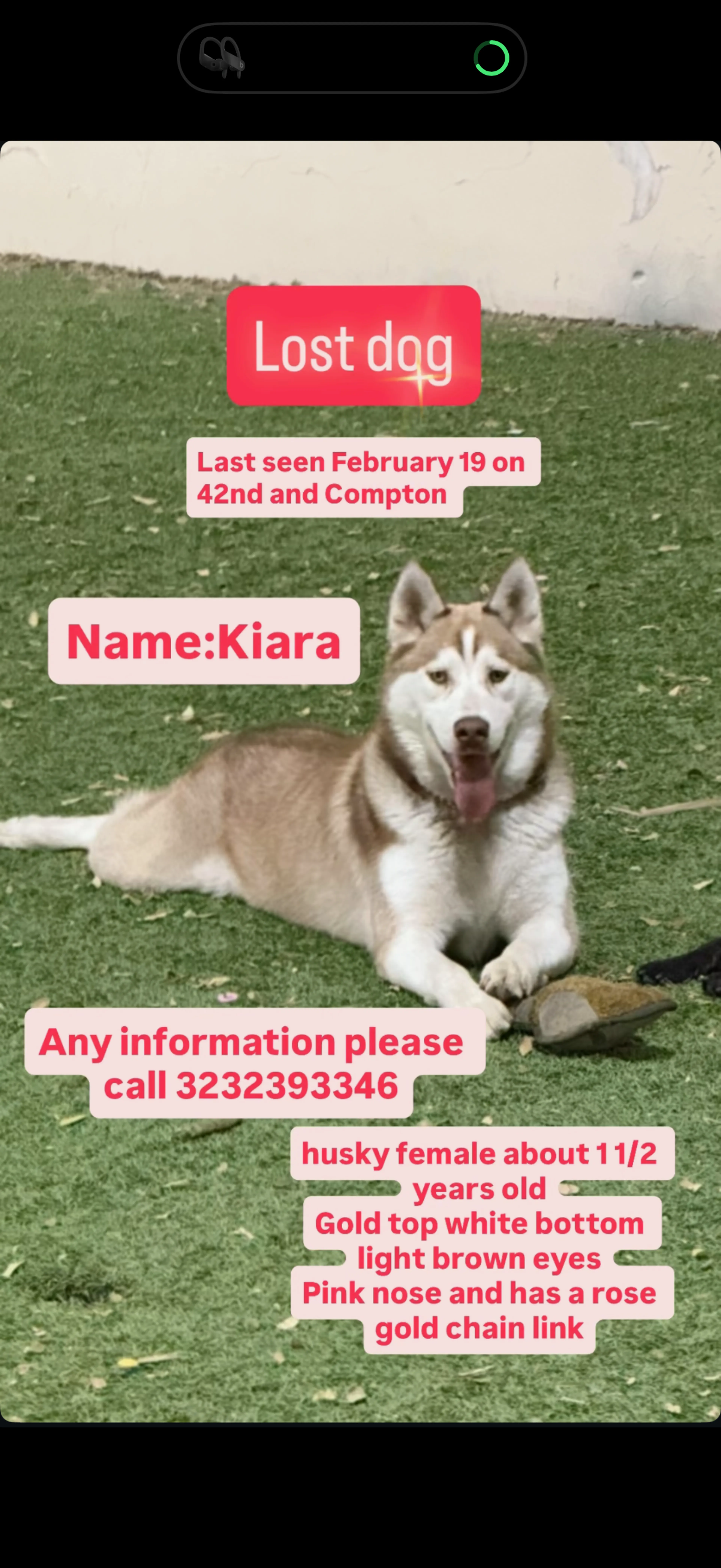 Lost pet