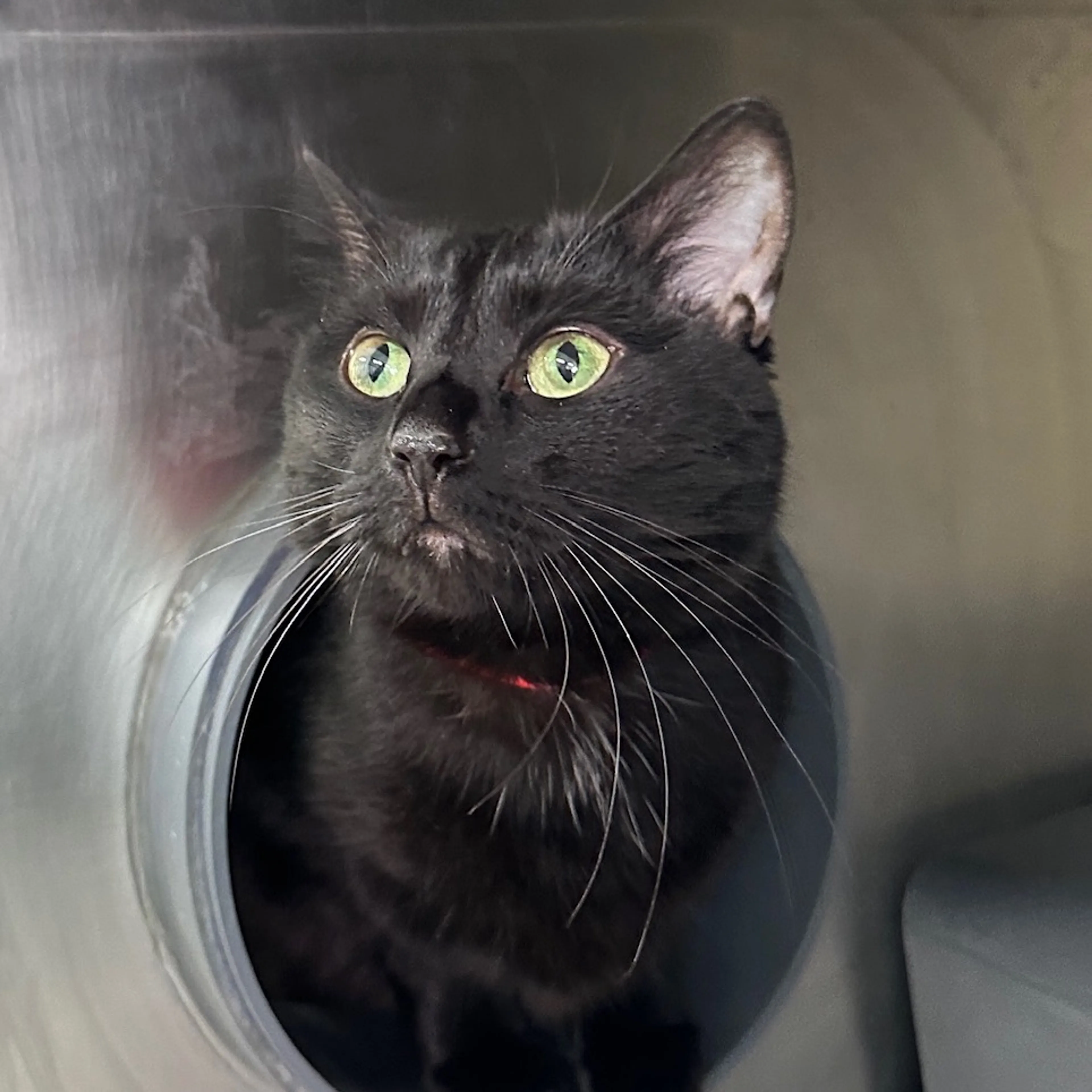 Found pet-1
