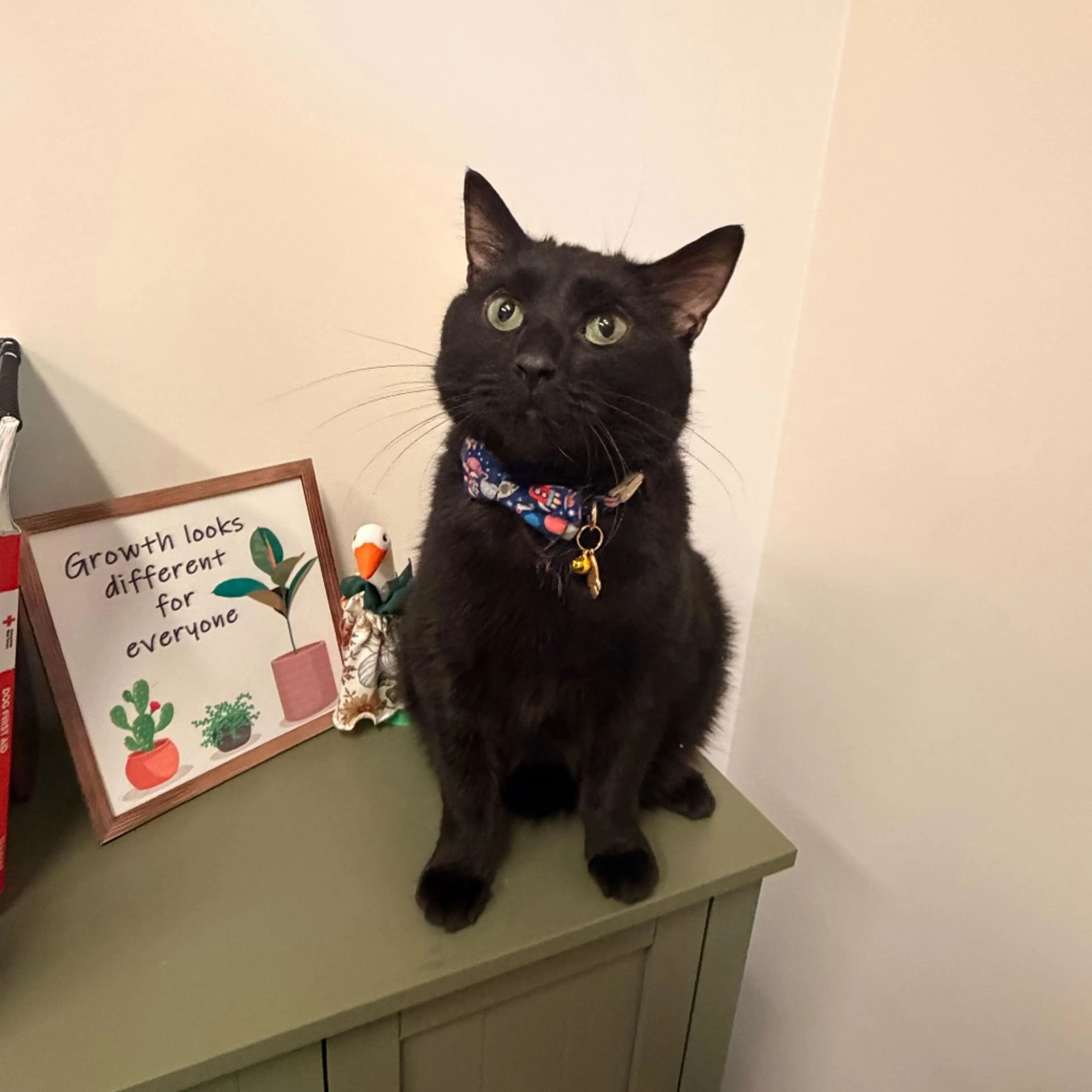 Found pet-3