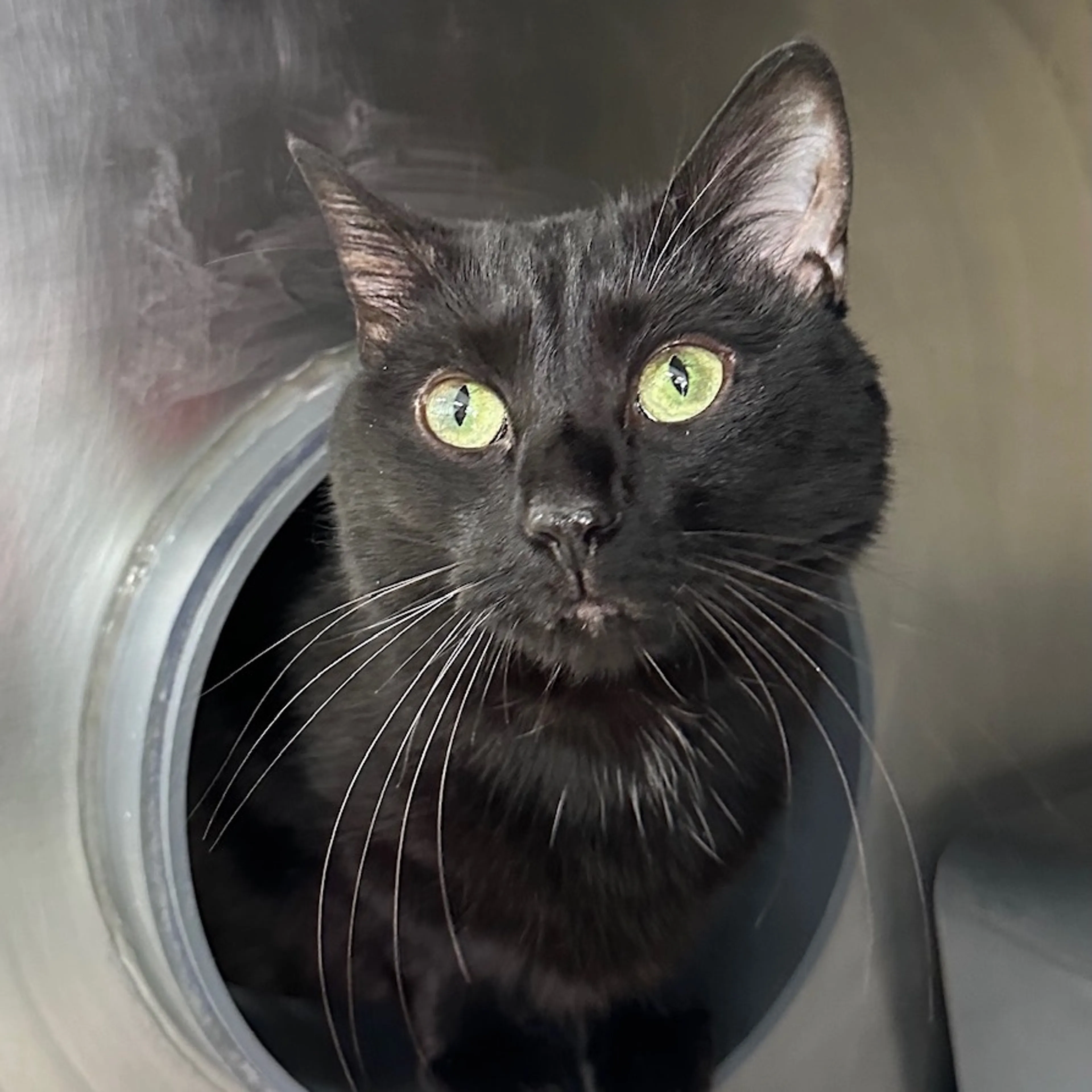 Found pet-2