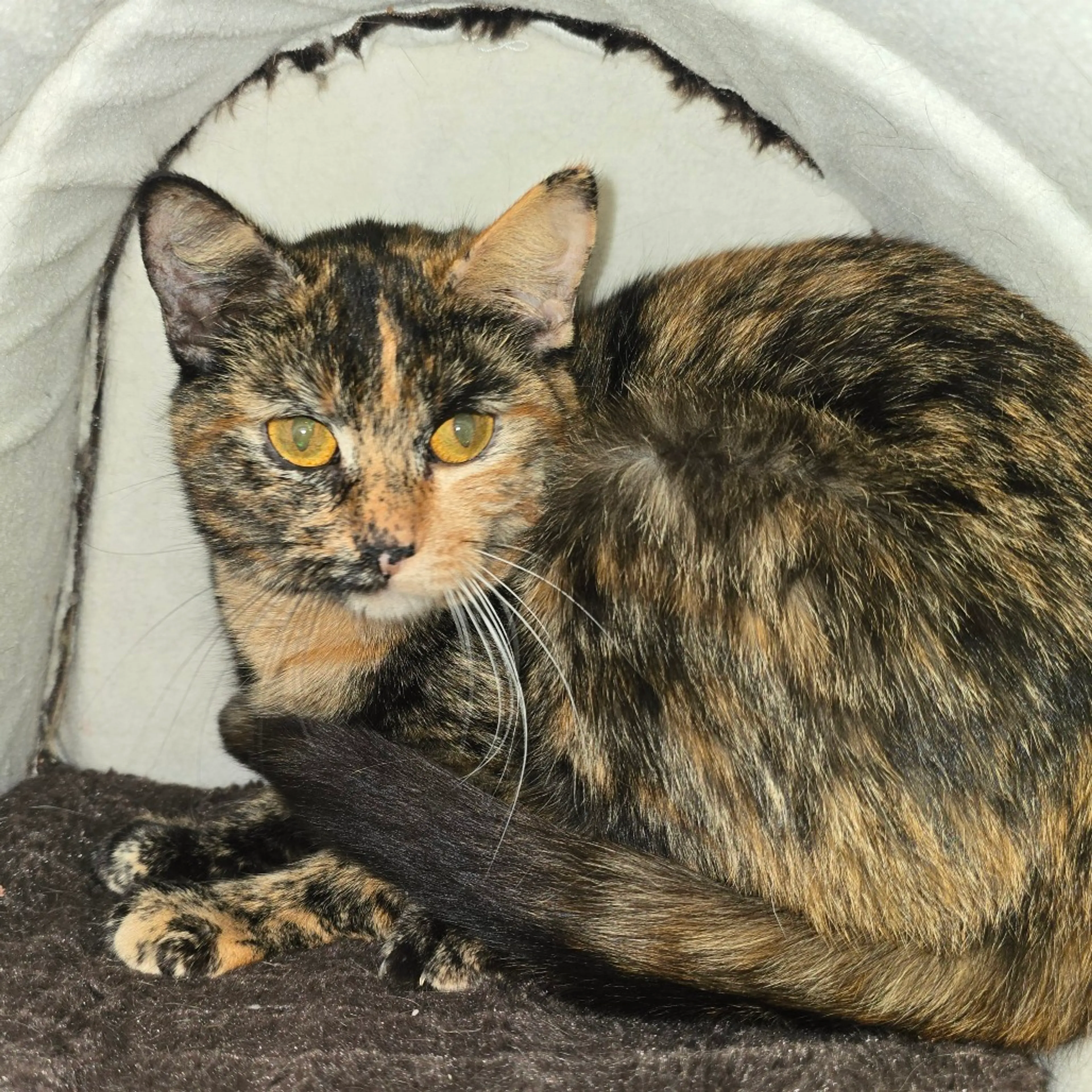 Found pet-2