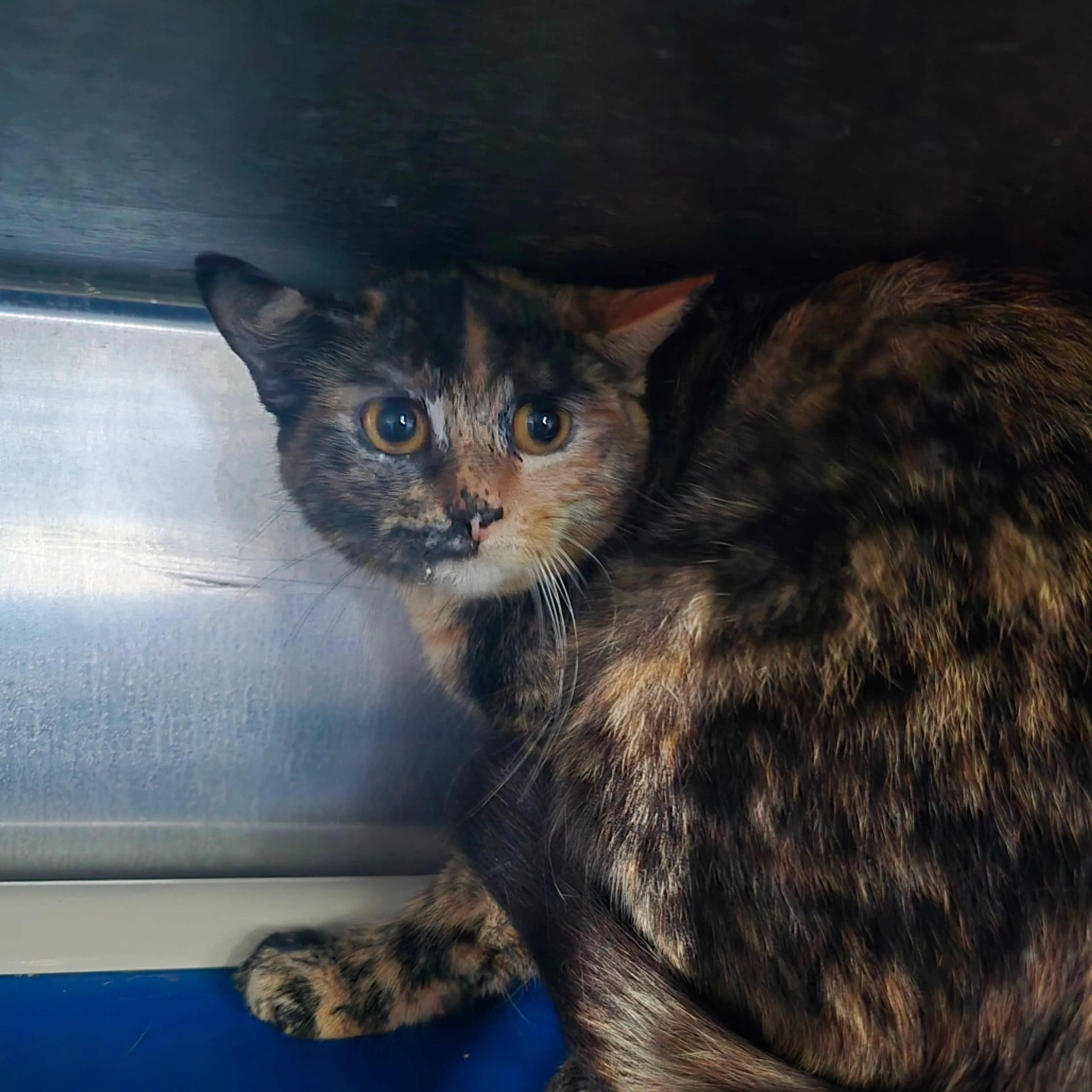 Found pet-1