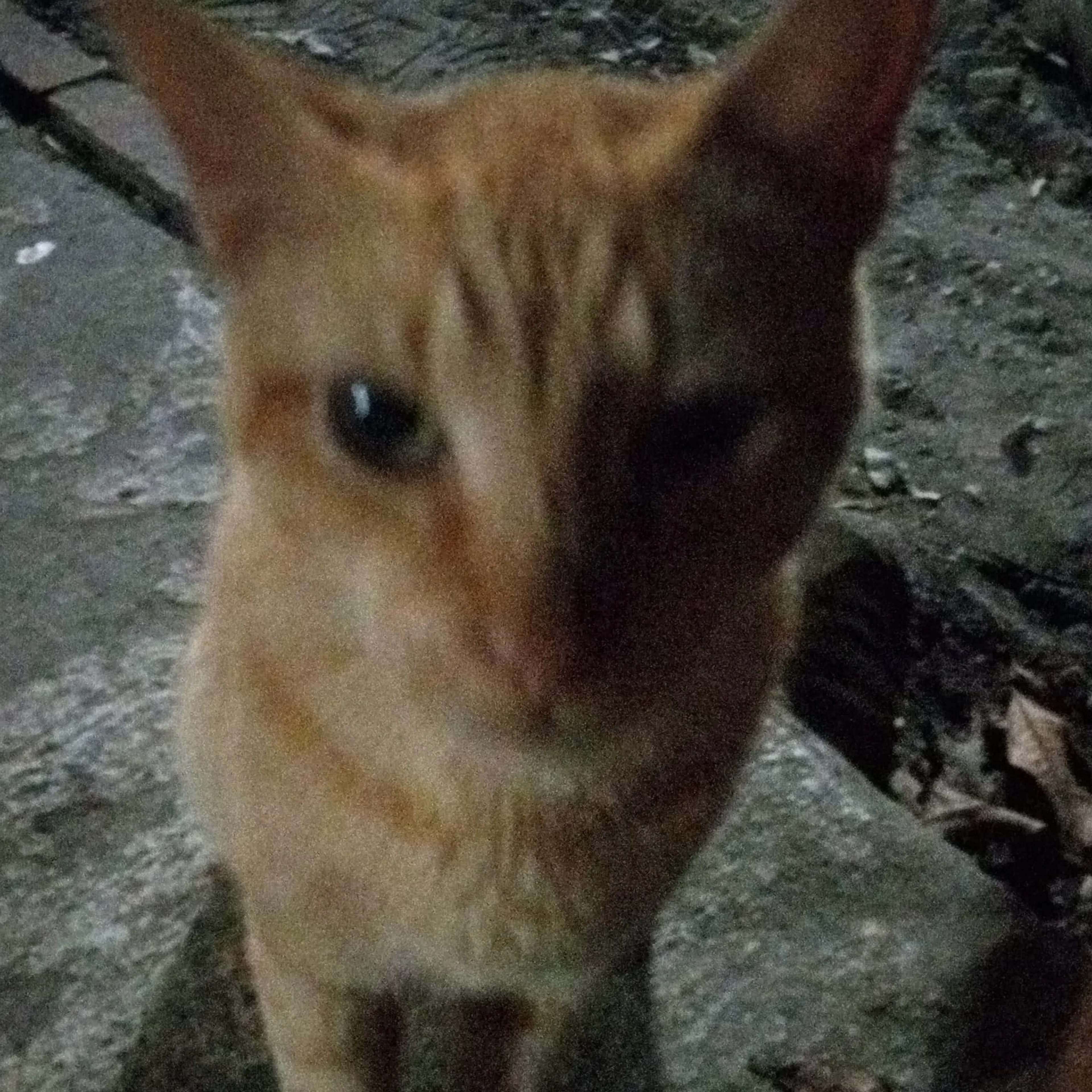 Lost pet-2