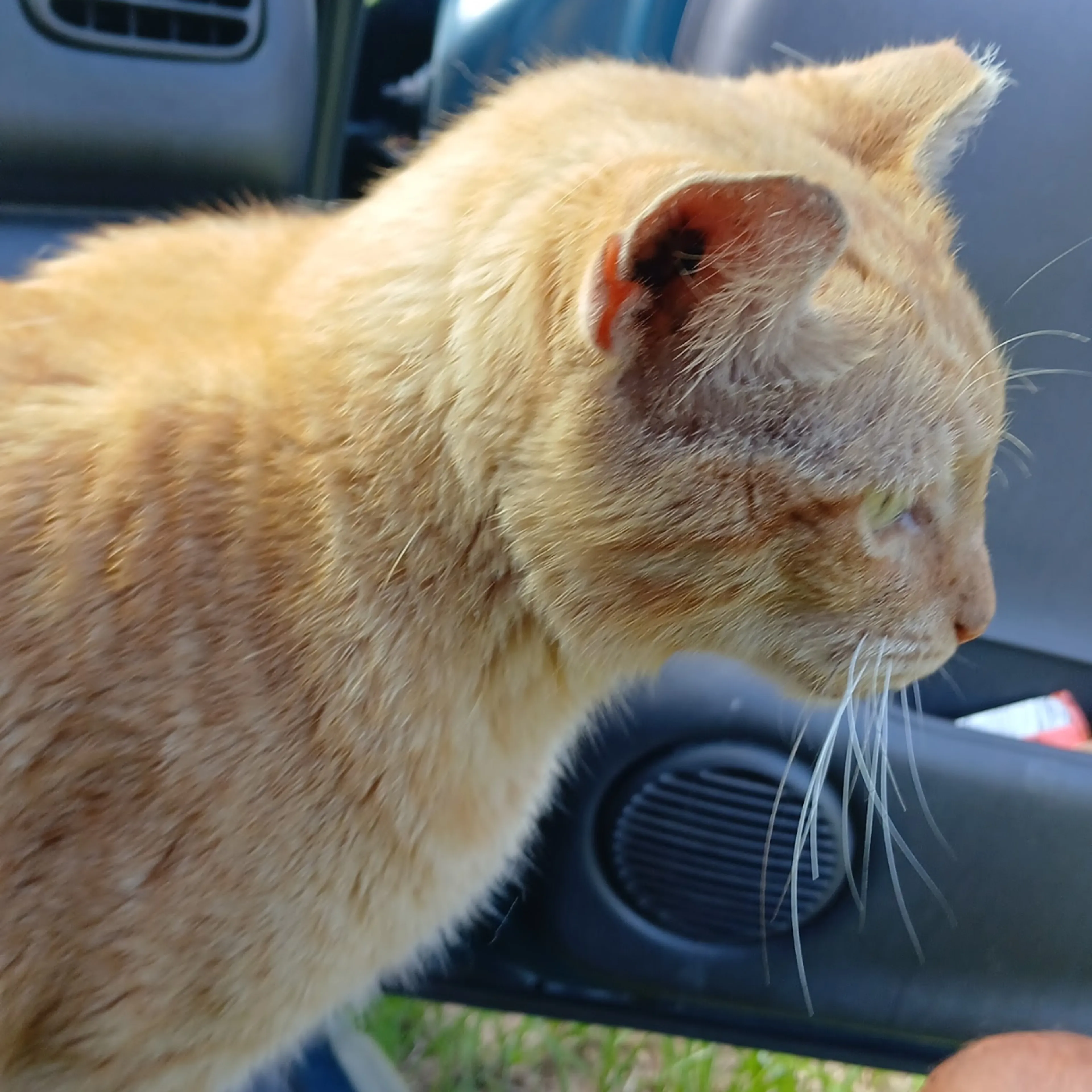Lost pet-1
