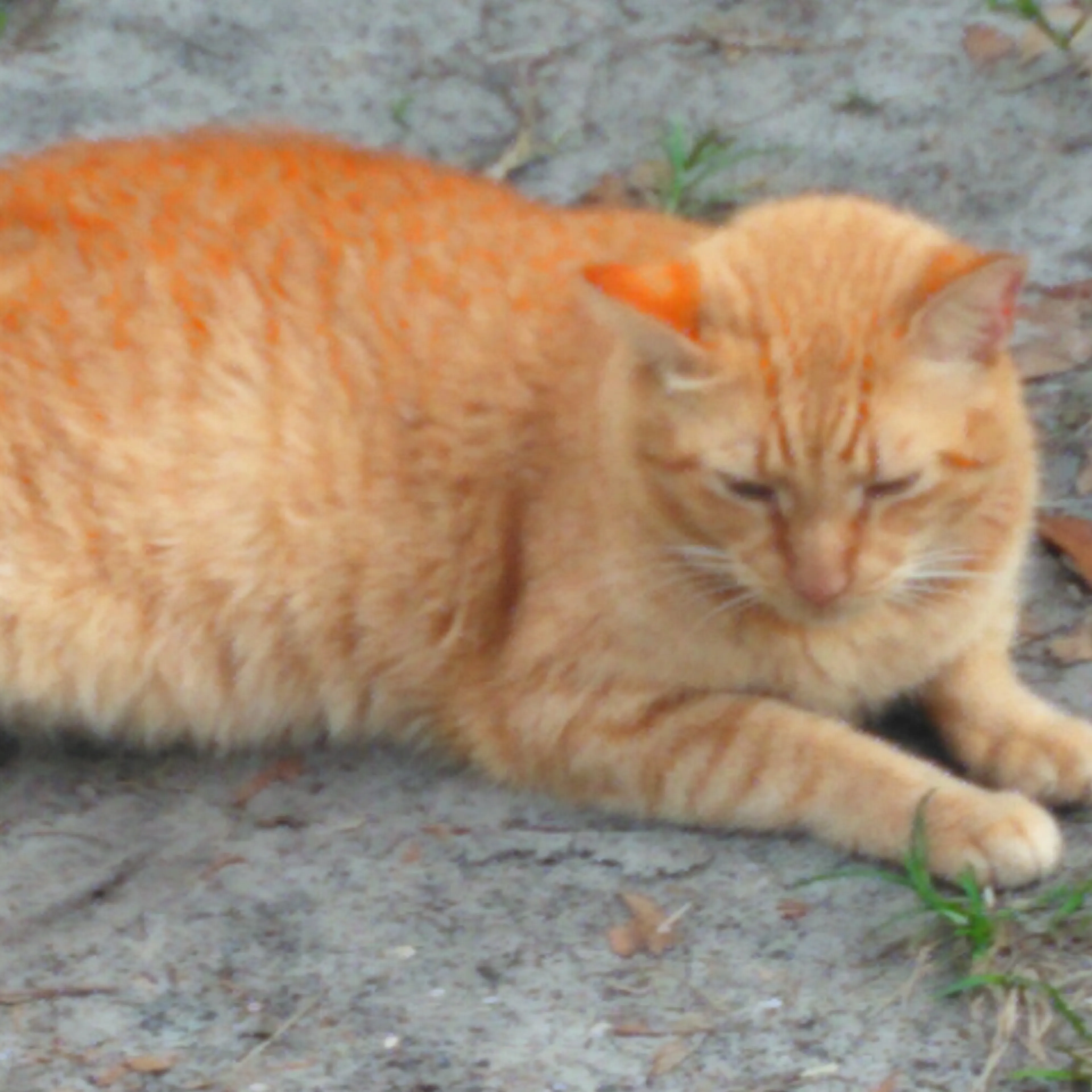 Lost pet-0