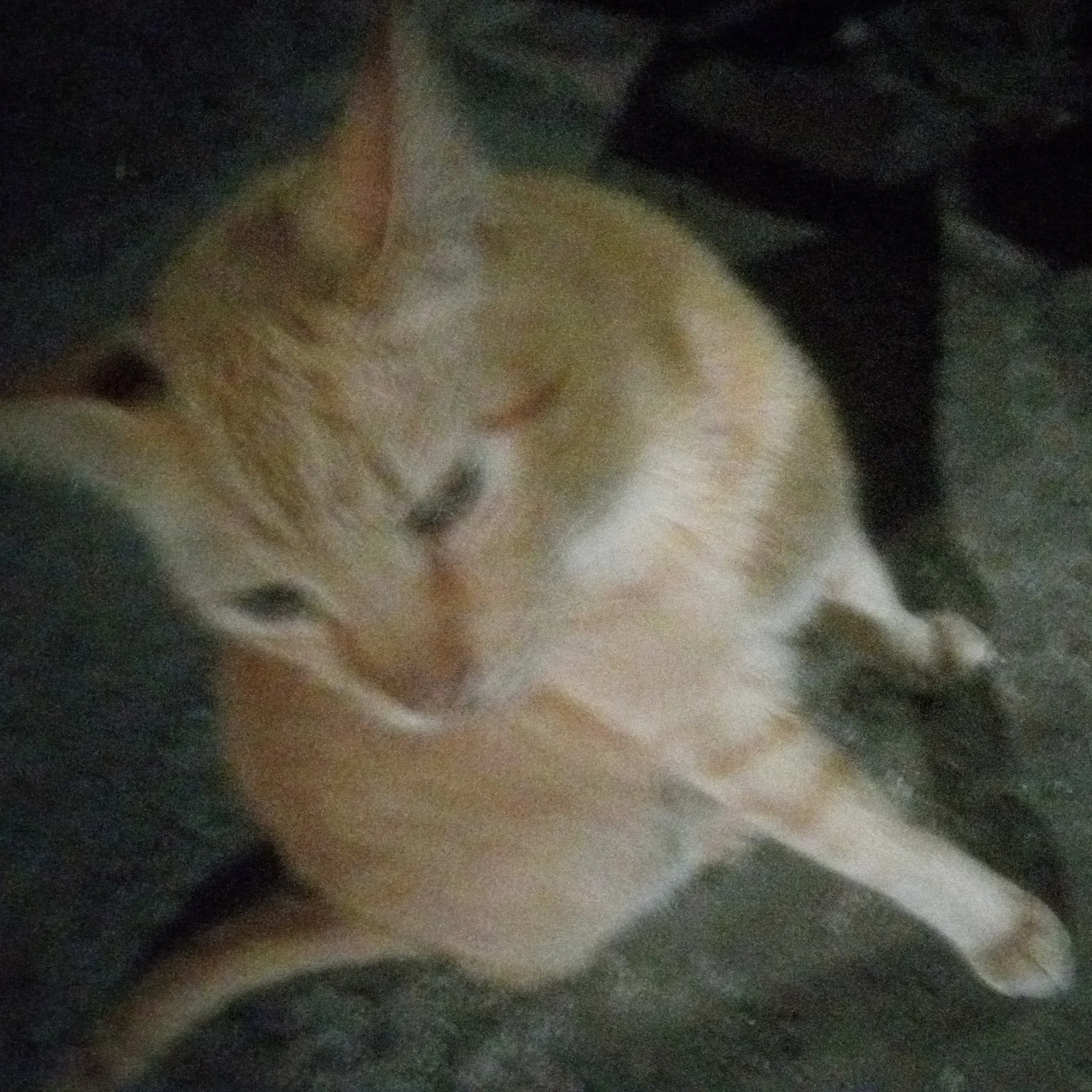 Lost pet-3