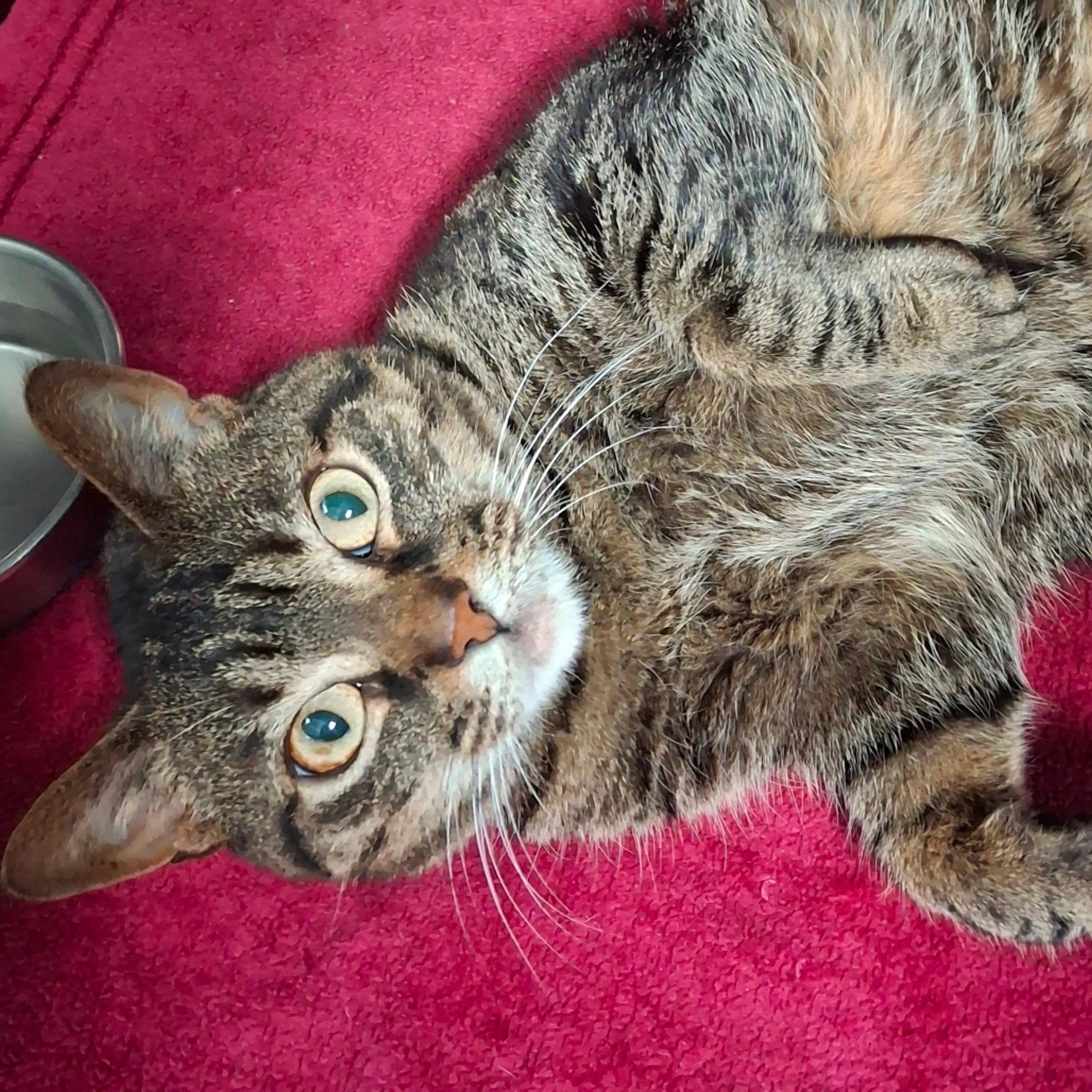 Found pet-1