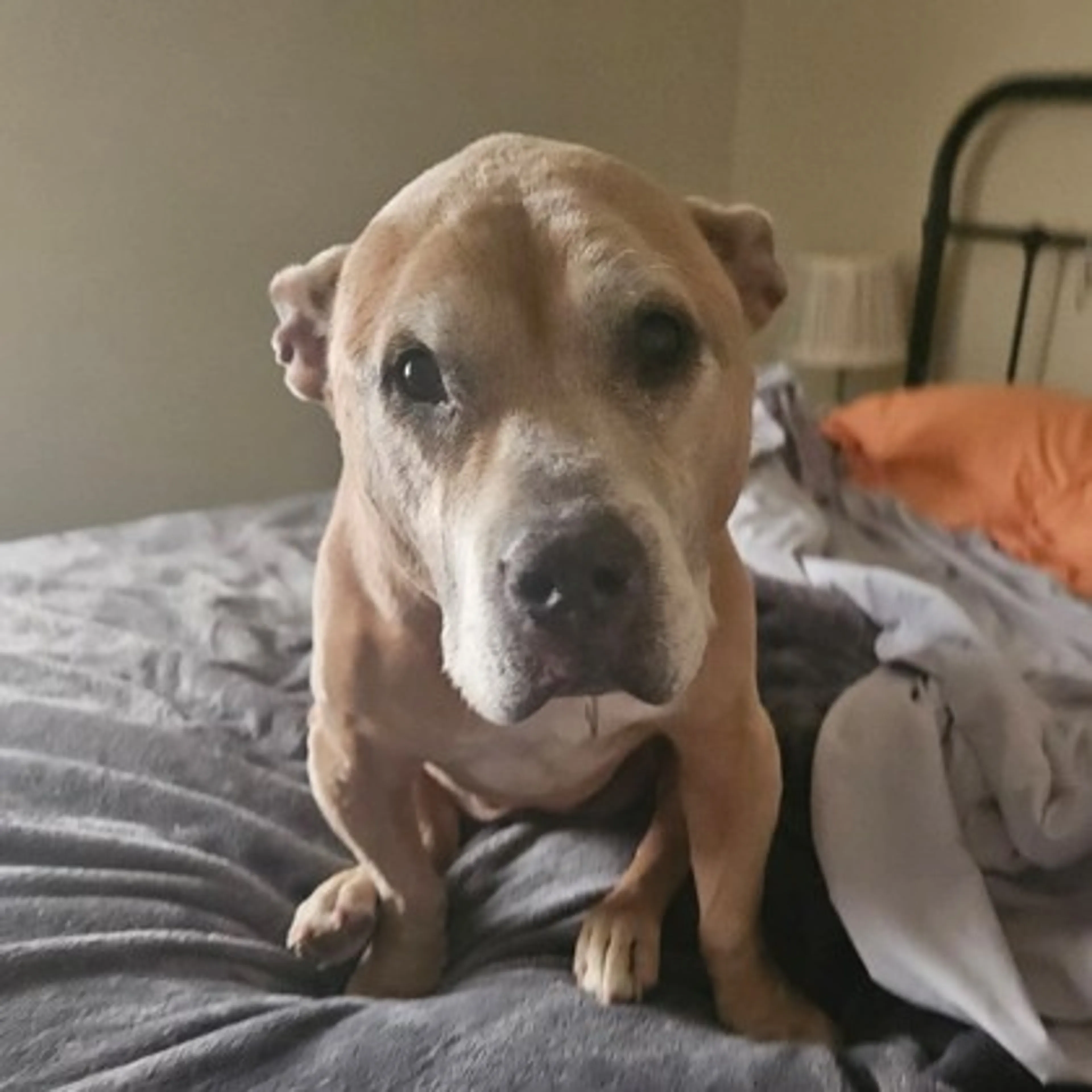 Found pet-2