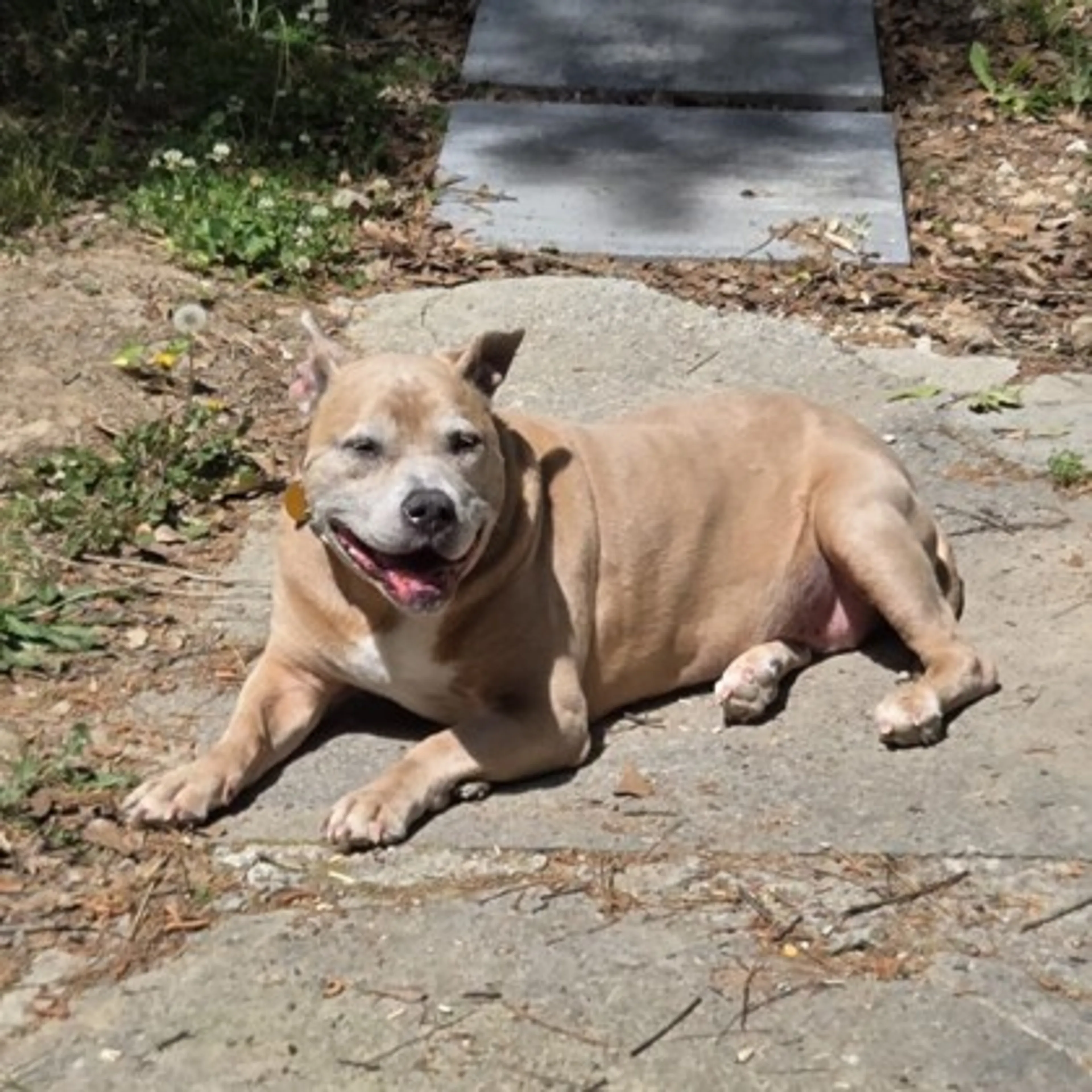 Found pet-1