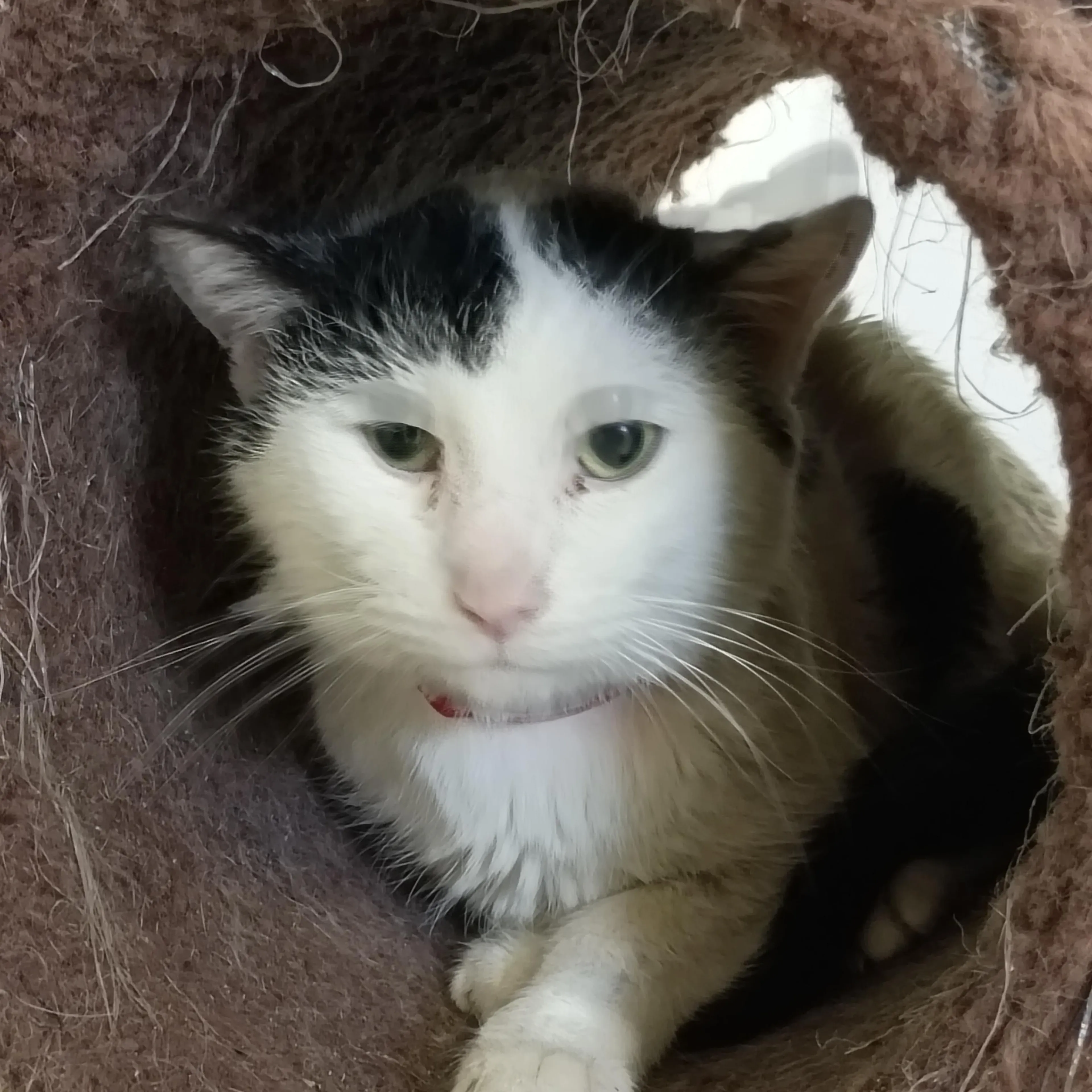 Found pet