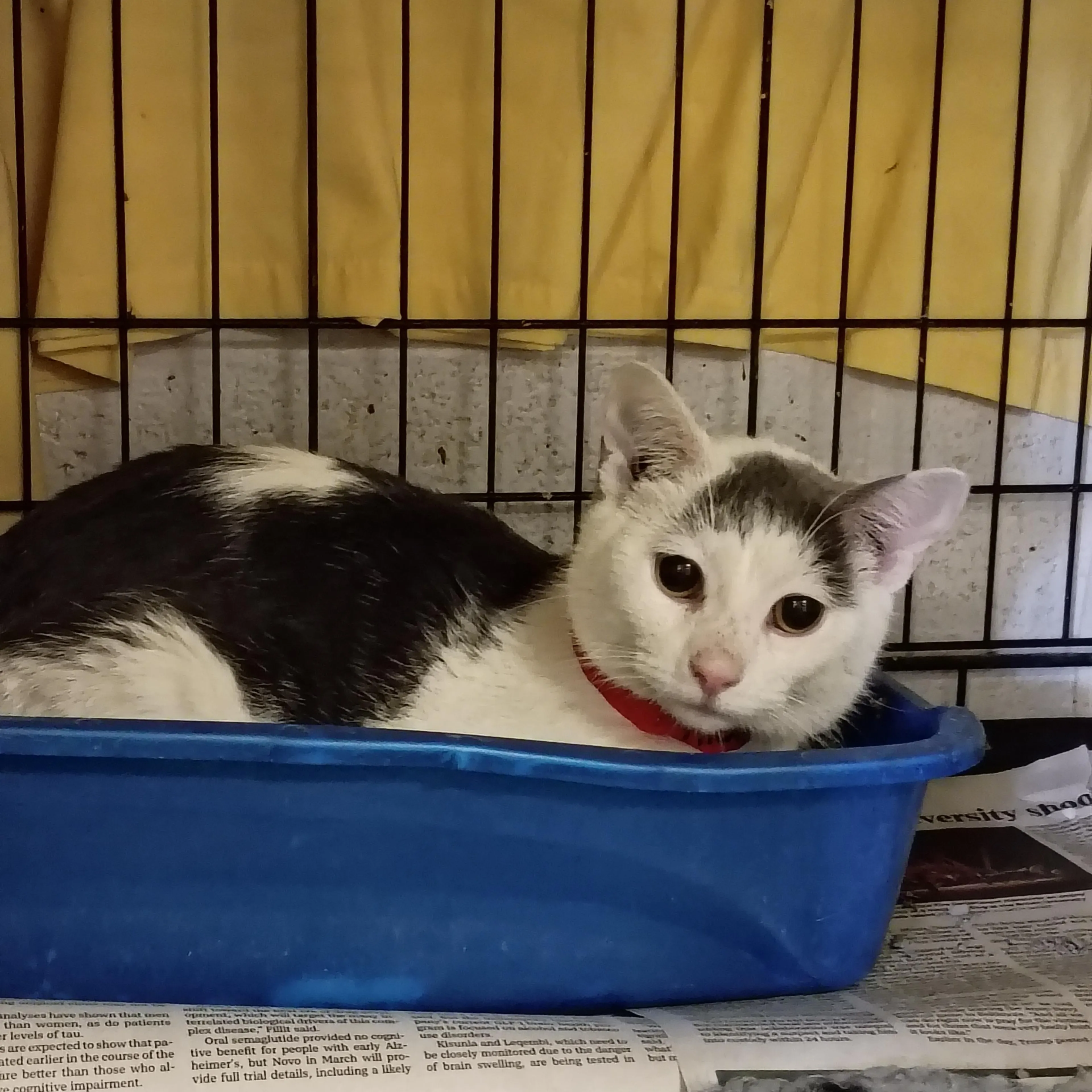 Found pet