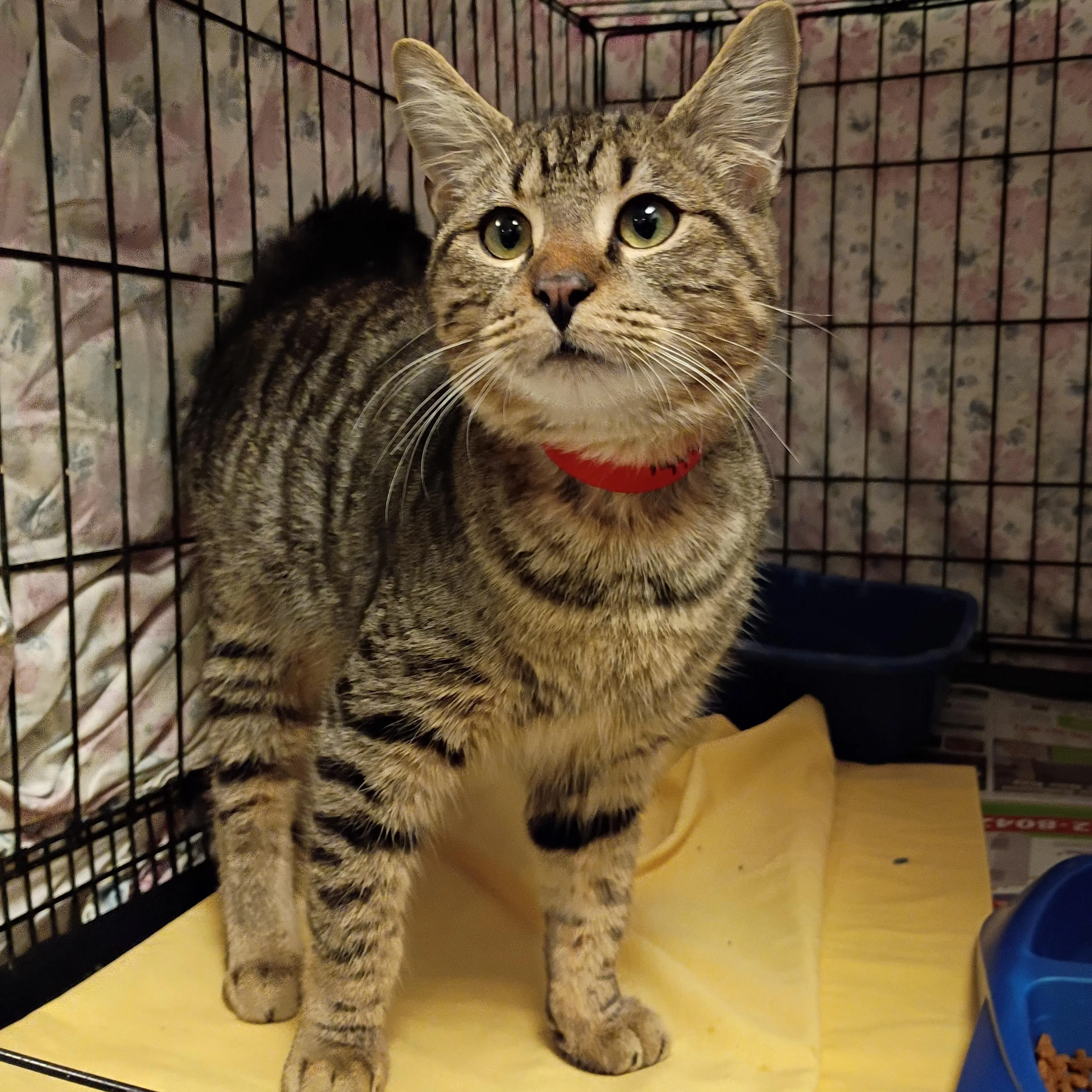 Found pet