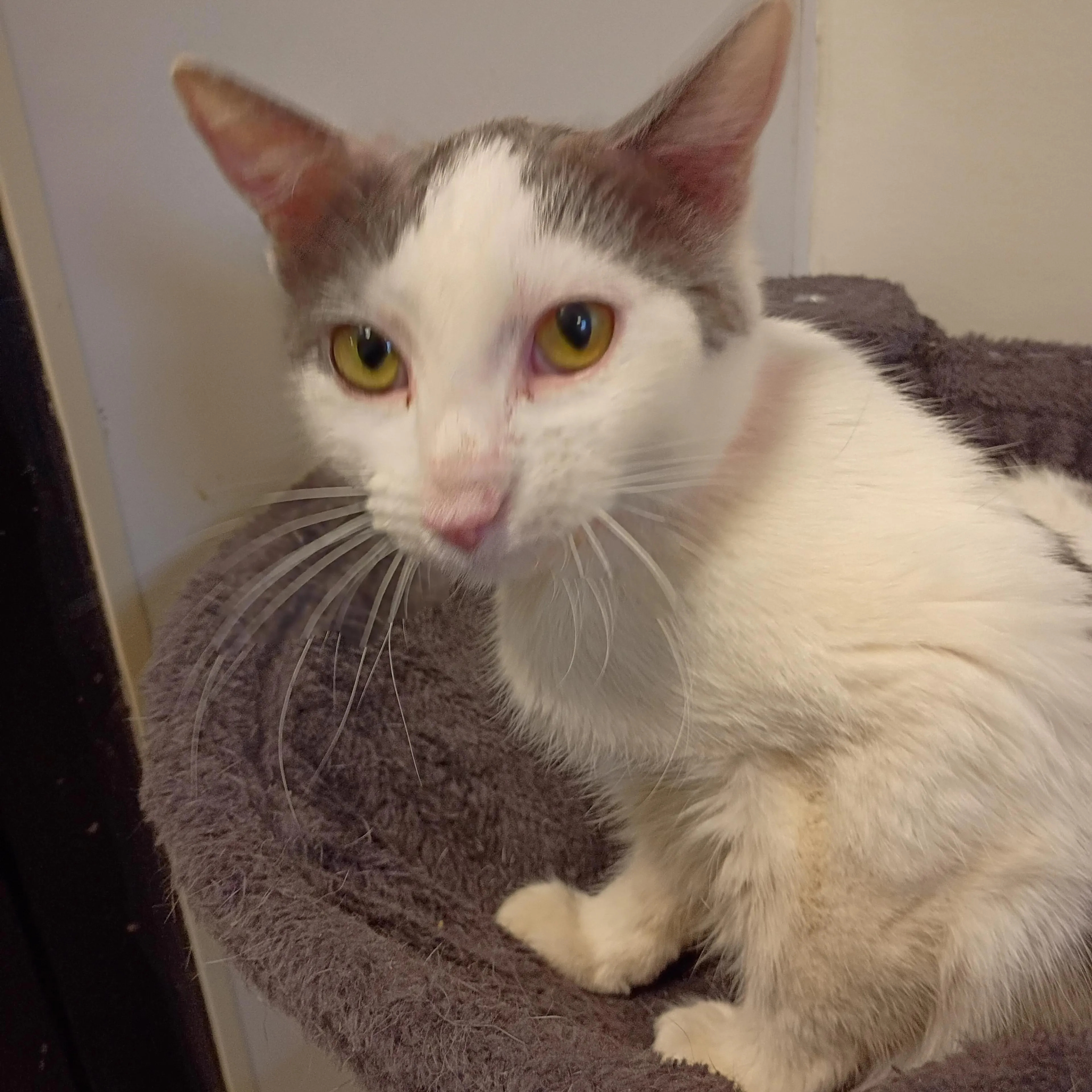 Found pet