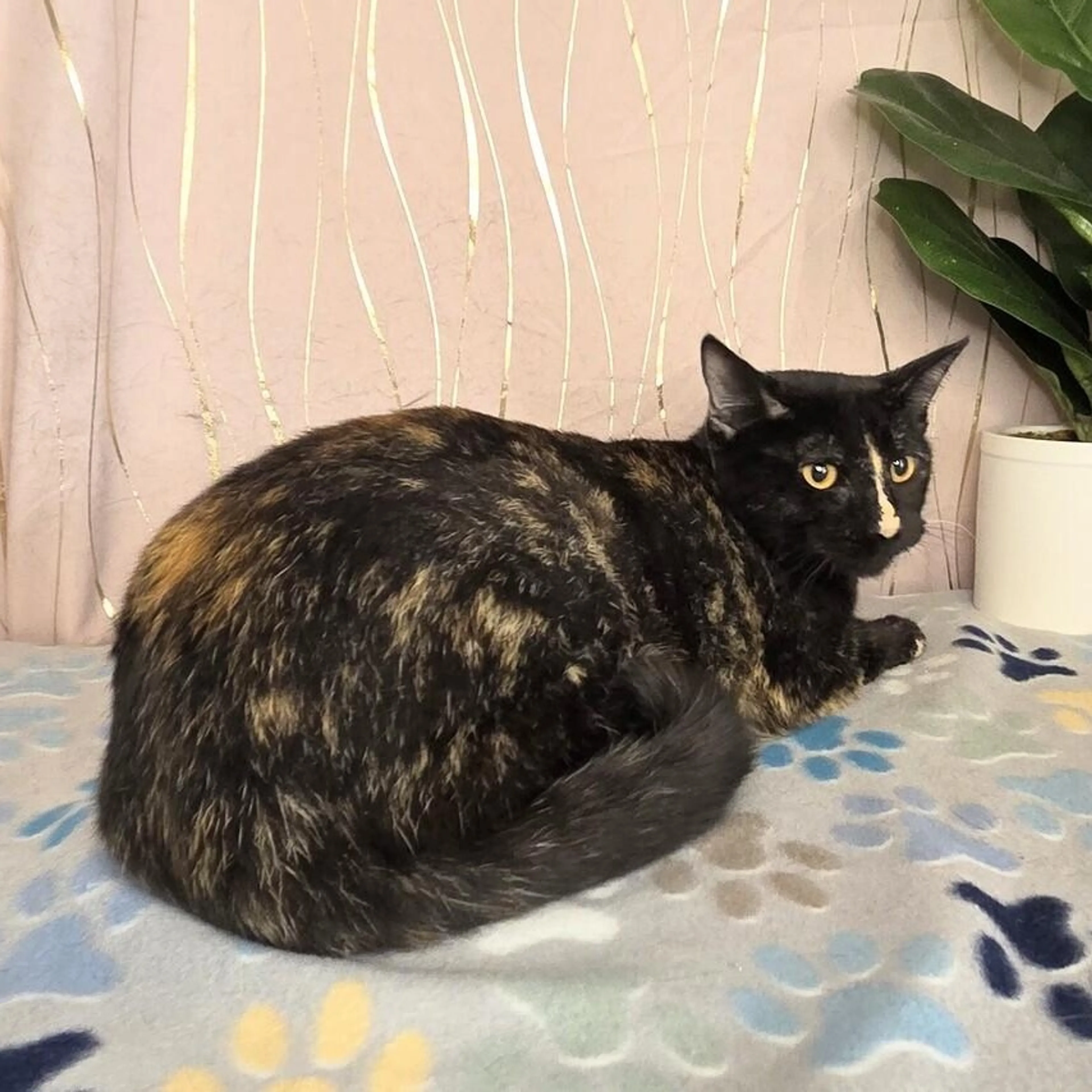 Found pet-1