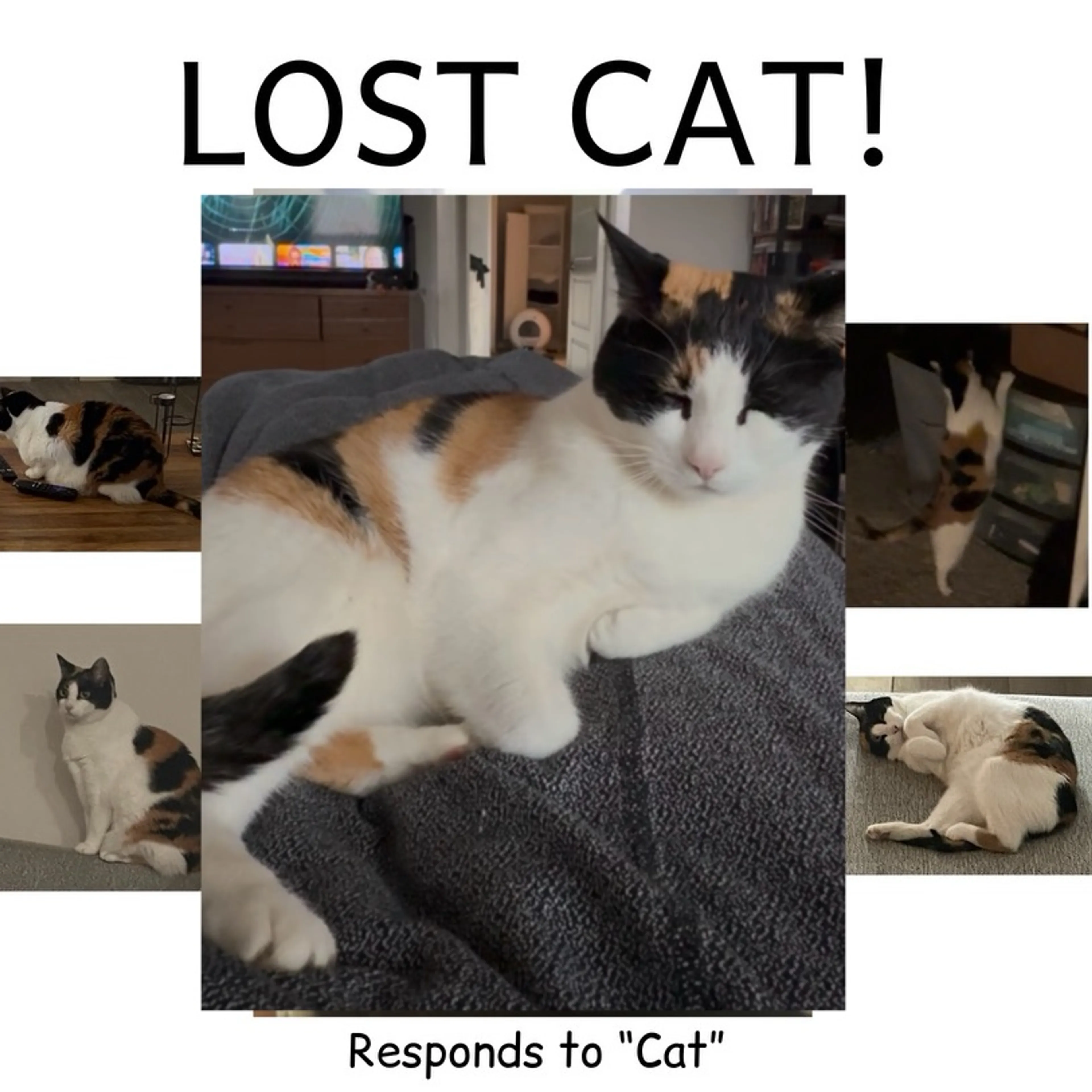 Lost pet