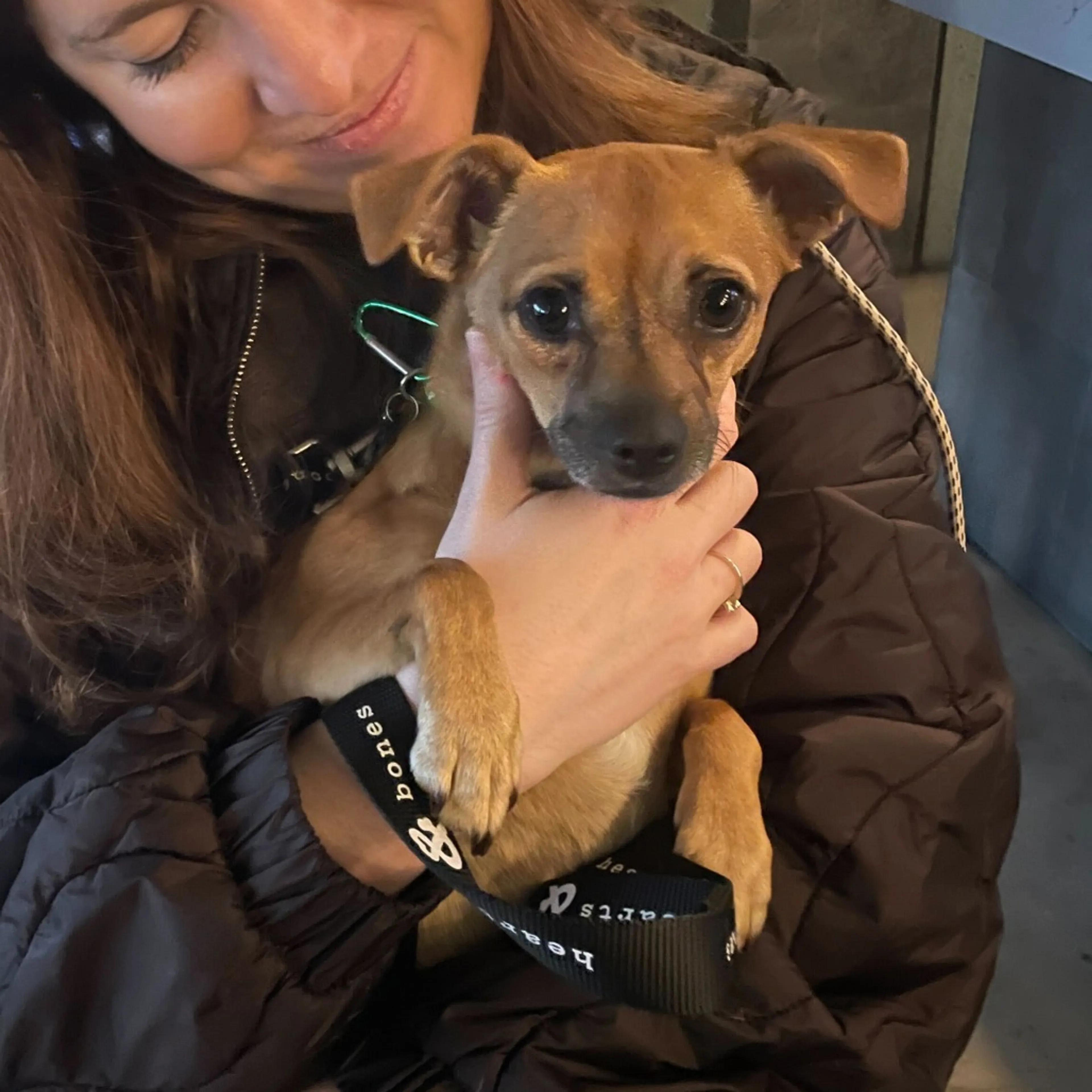 Found pet-4