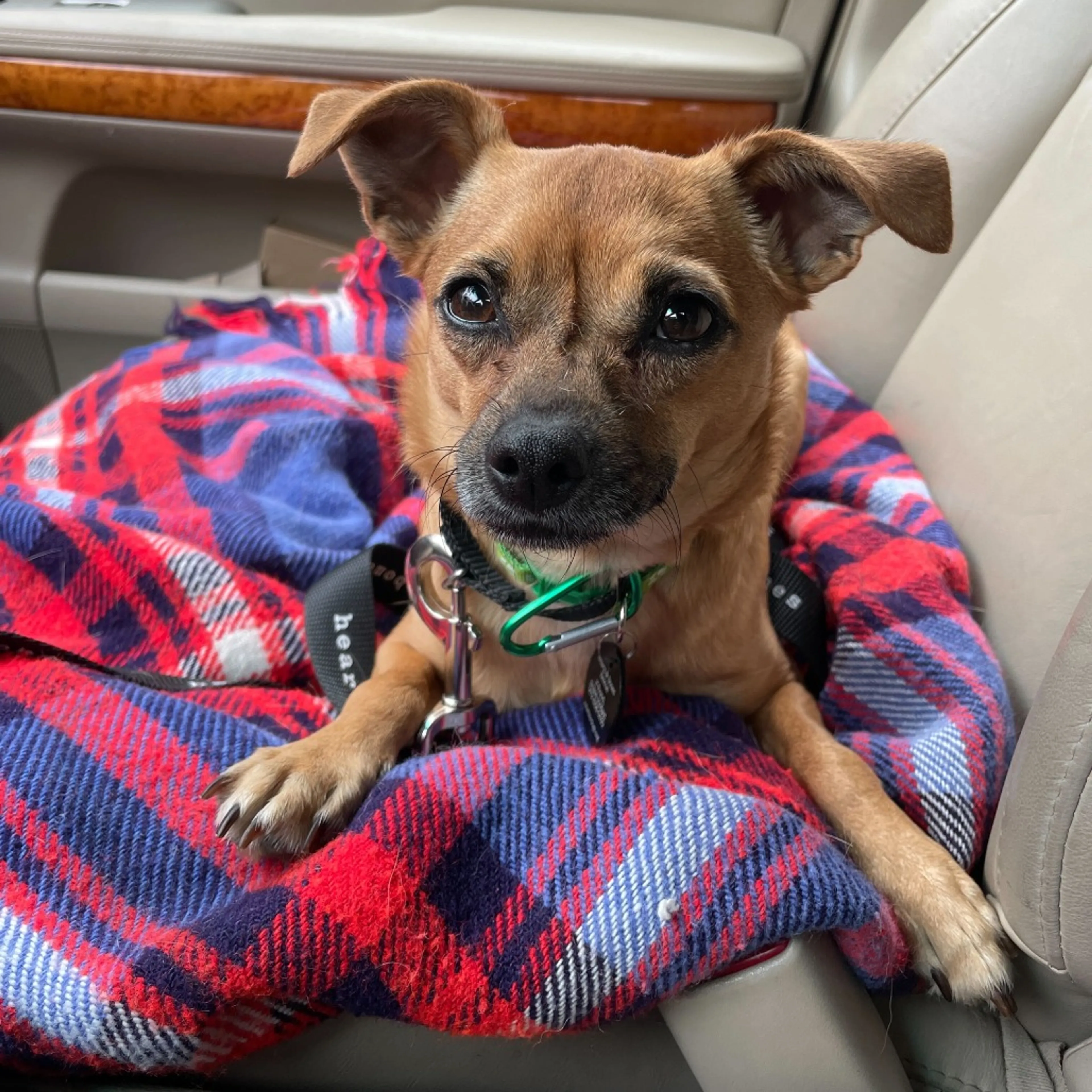 Found pet-2