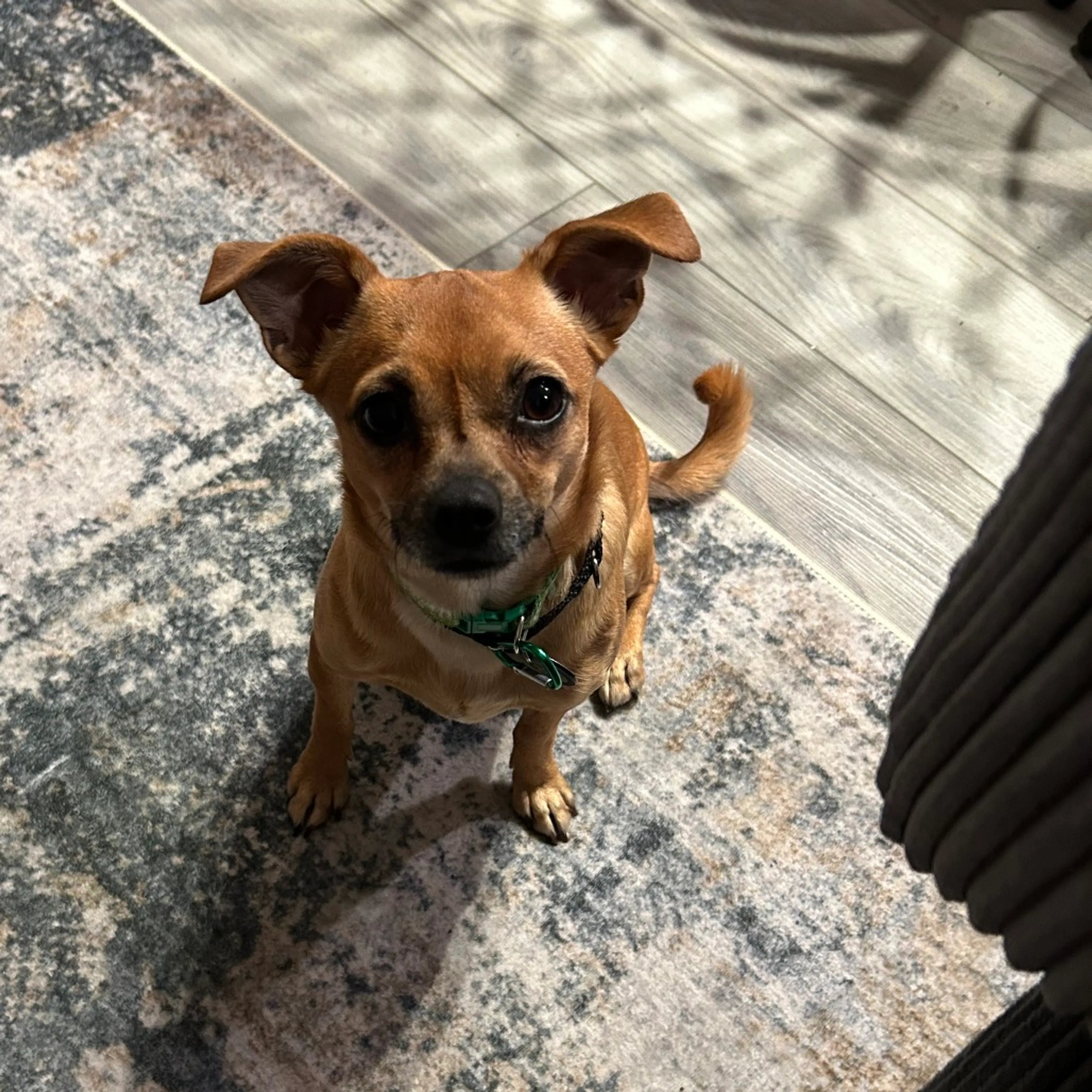 Found pet-7